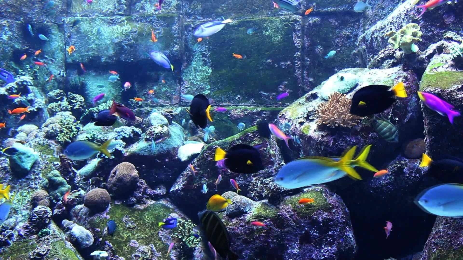 animal wildlife, vertebrate, animal themes, underwater, undersea, school of fish, outdoors, invertebrate, swimming, animals in the wild, water, animal, HD Wallpaper