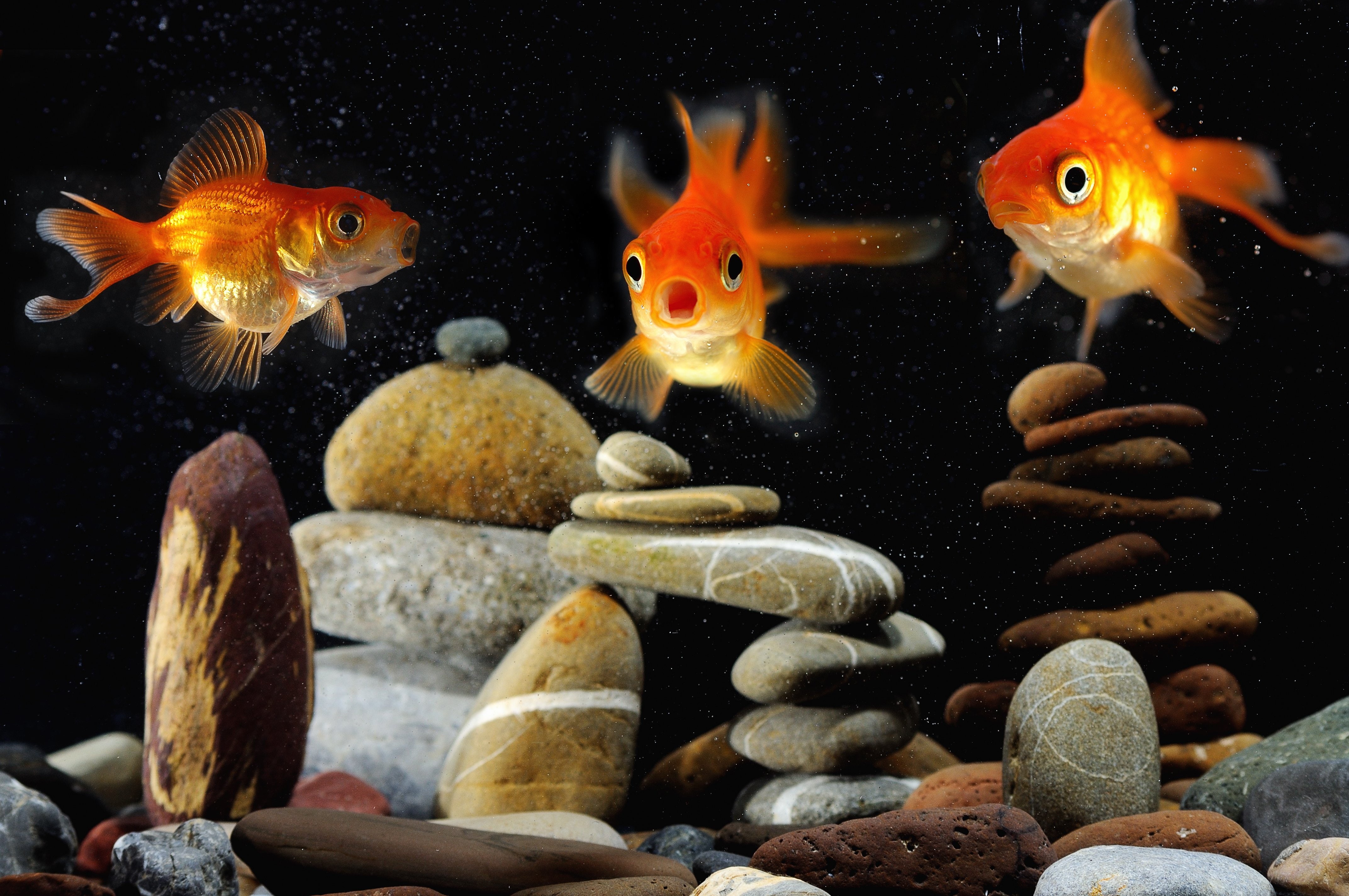 rock, fishes, underwater, swimming, solid, pets, group of animals, animals in captivity, vertebrate, 4K, pebble, school of fish, animal, sealife, fish, HD Wallpaper