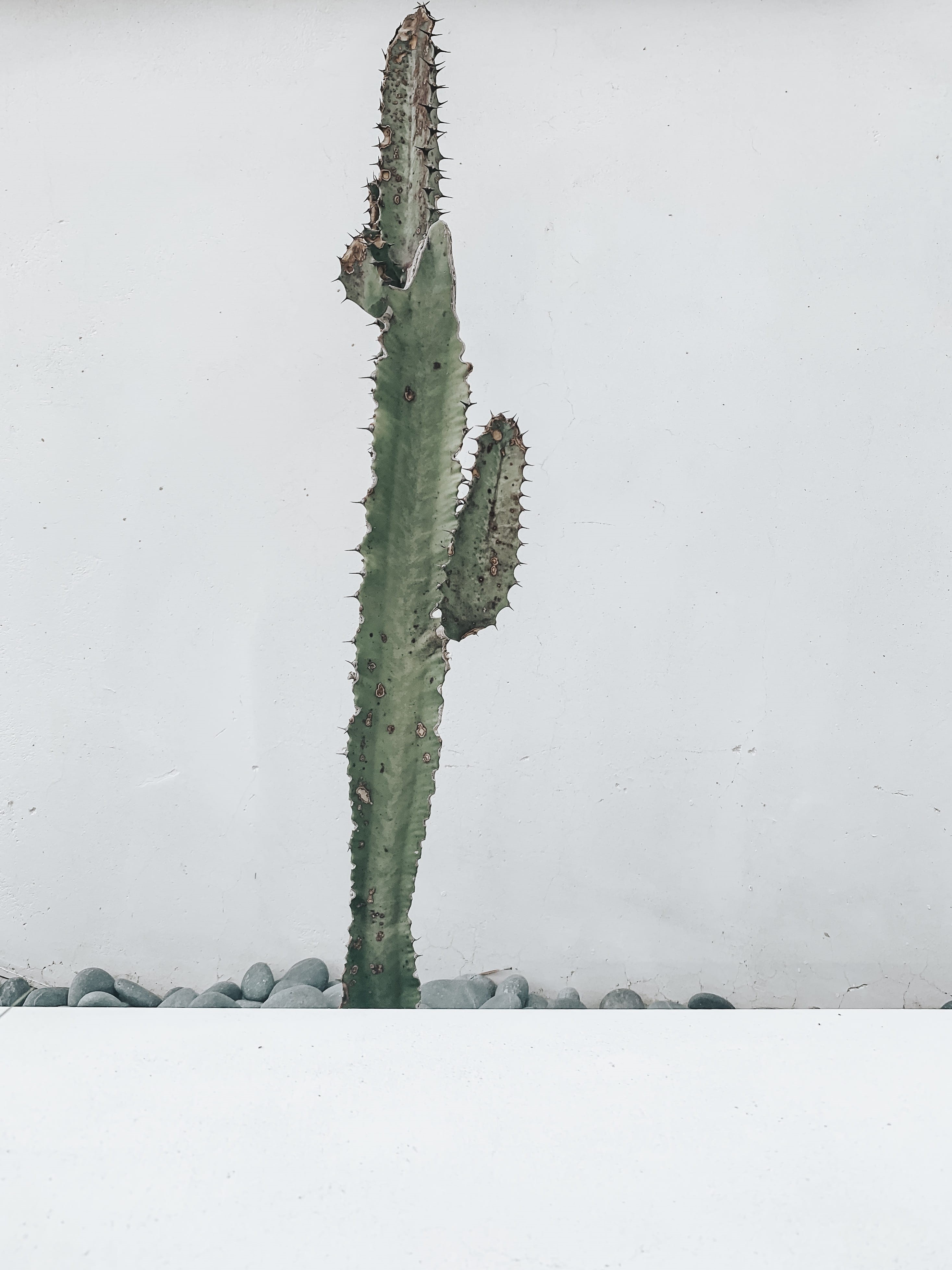 plant part, green color, covering, nature, alys beach, cactus, wall, building, snow, day, no people, water tower, rocks, frozen, white color, life buoy, Phone HD Wallpaper