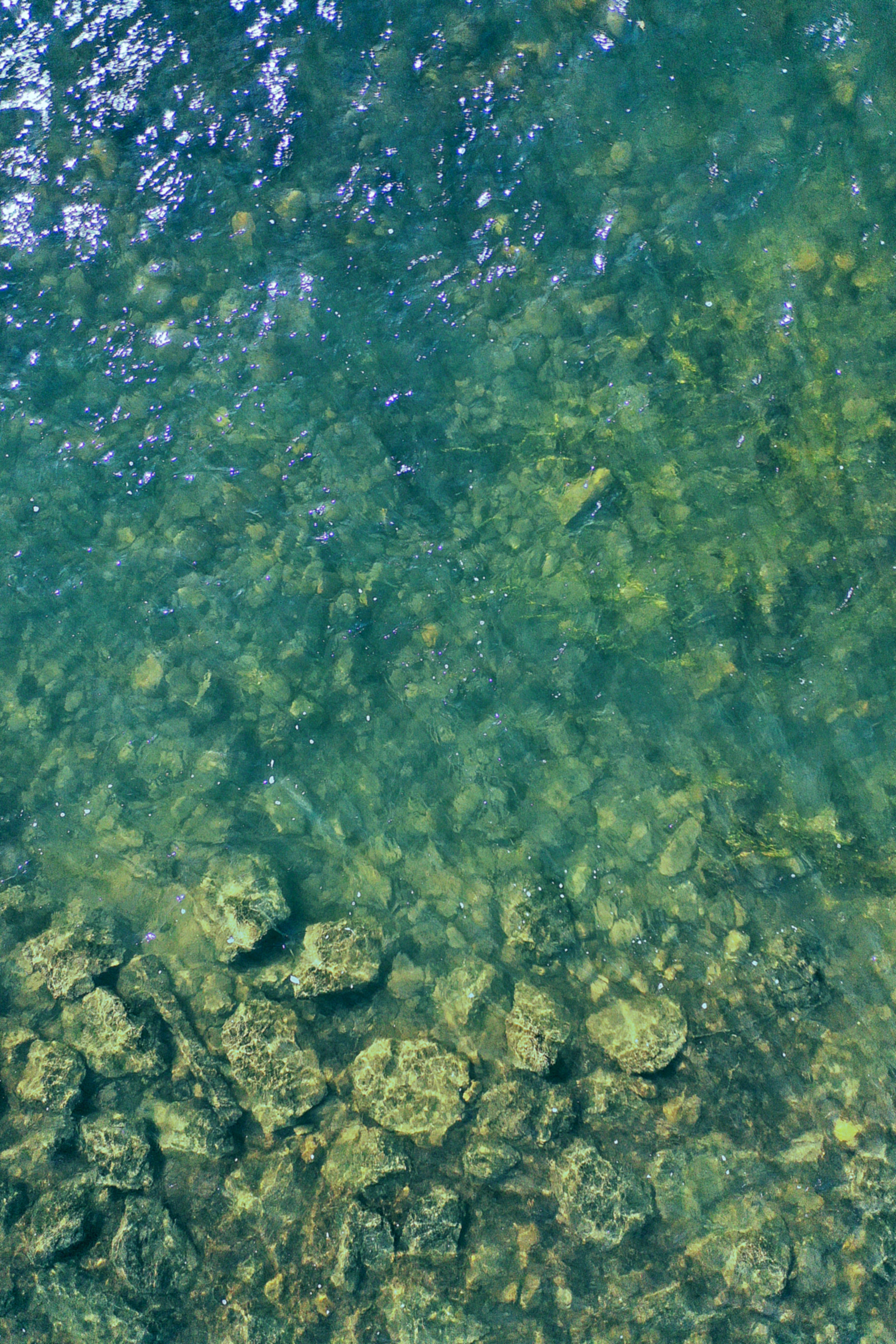 no people, nature, water, shallow, waterfront, 5K, animal, fish, animal wildlife, purity, full frame, day, swimming, body, animal themes, clean, undersea, Phone HD Wallpaper