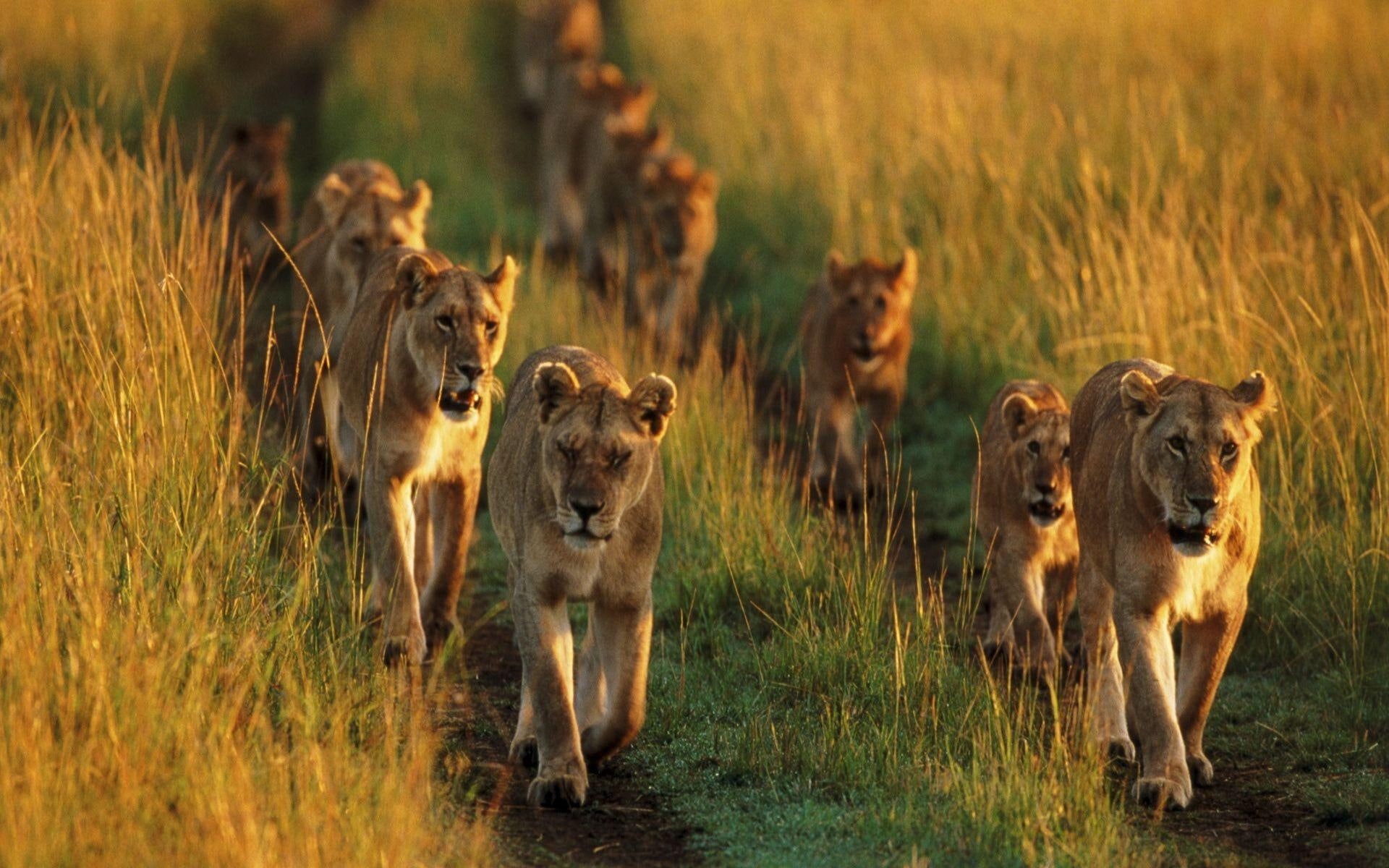 pride, 1080P, lions, africa, animals, HD Wallpaper