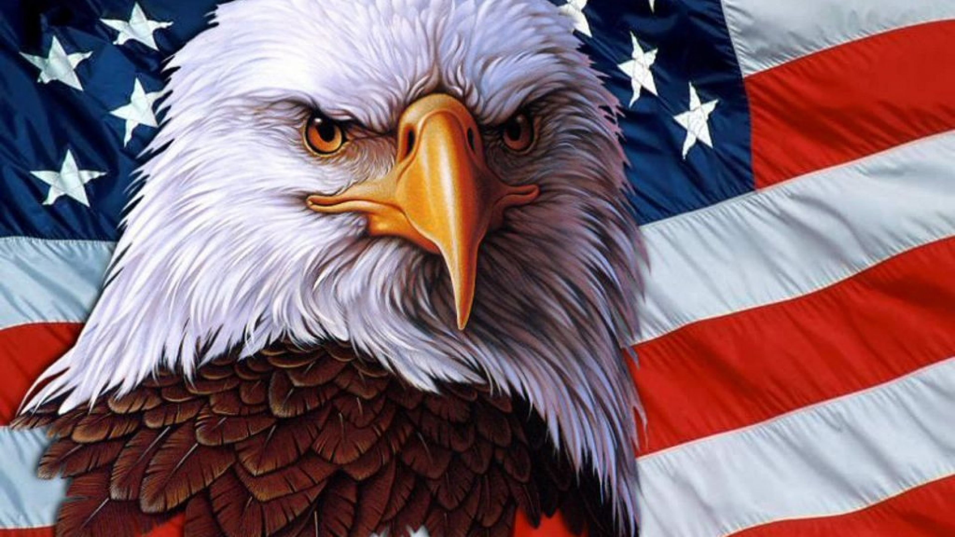 close-up, usa, white color, animal themes, vertebrate, eagle - bird, bird, animal body part, animals in the wild, american, freedom, symbol, animal head, HD Wallpaper