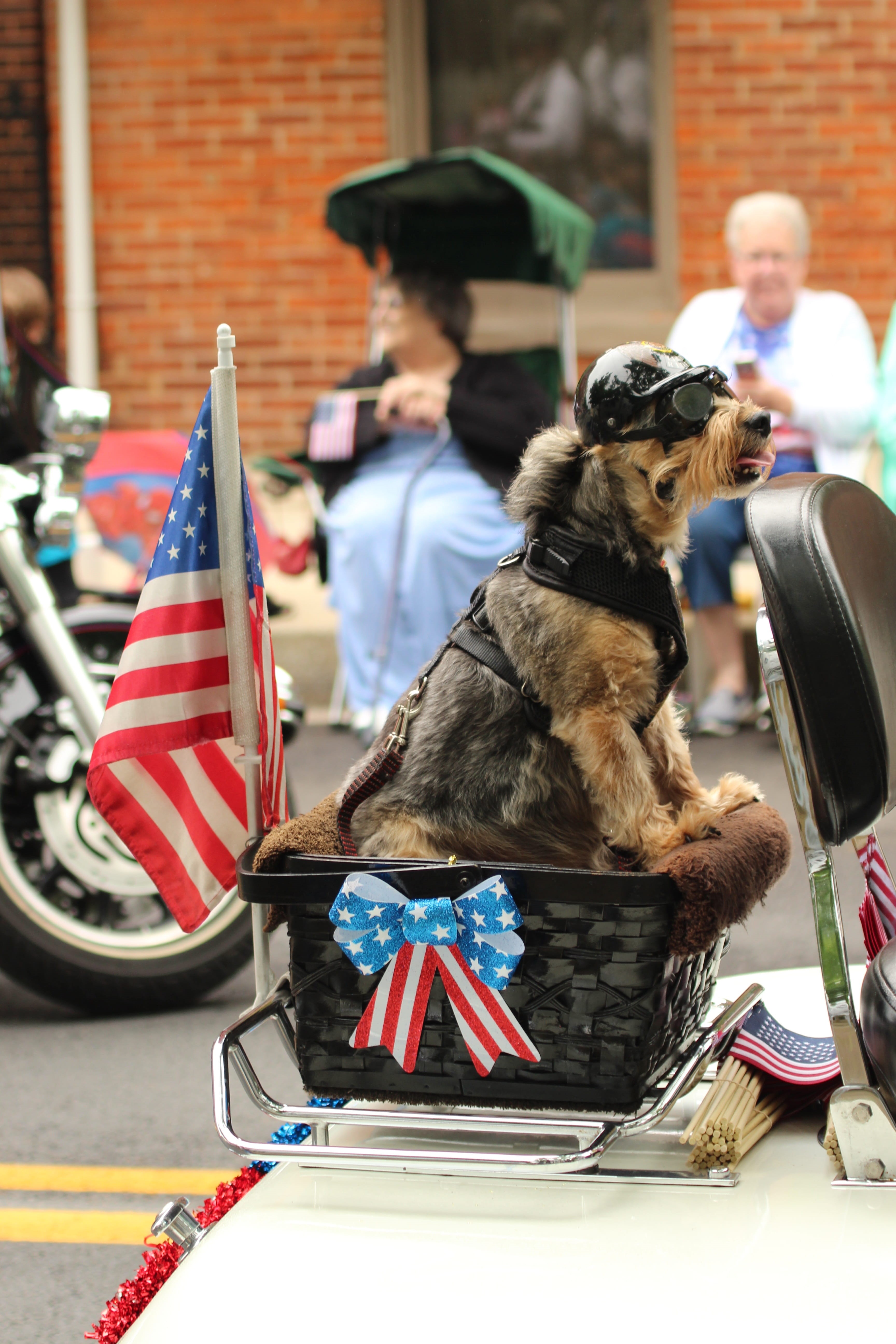 real people, motorcycle, focus on foreground, biker, dog, men, symbol, pets, parade, one animal, flag, humor, pet, domestic animals, jump seat, memorial, Phone HD Wallpaper
