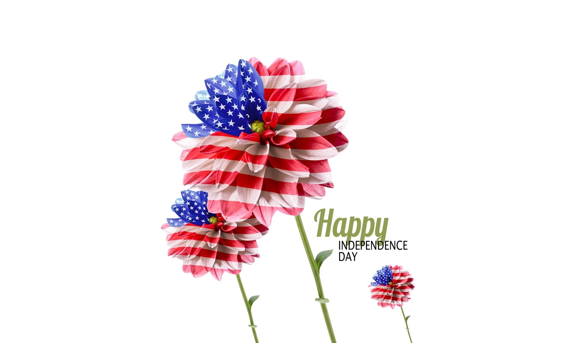 nature, still life, federal holiday, Holidays, independence, Independence Day, flower, bouquet, blue, American, close-up, freshness, usa, day, HD Wallpaper