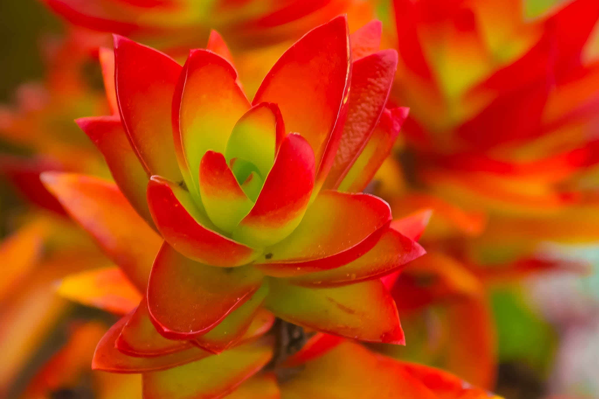 pink Color, leaf, Bokeh, DOF, nature, garden, closeup, flower, Succulent, yellow, close-up, photography, Nikon, beauty In Nature, Kumaravel, flower Head, HD Wallpaper