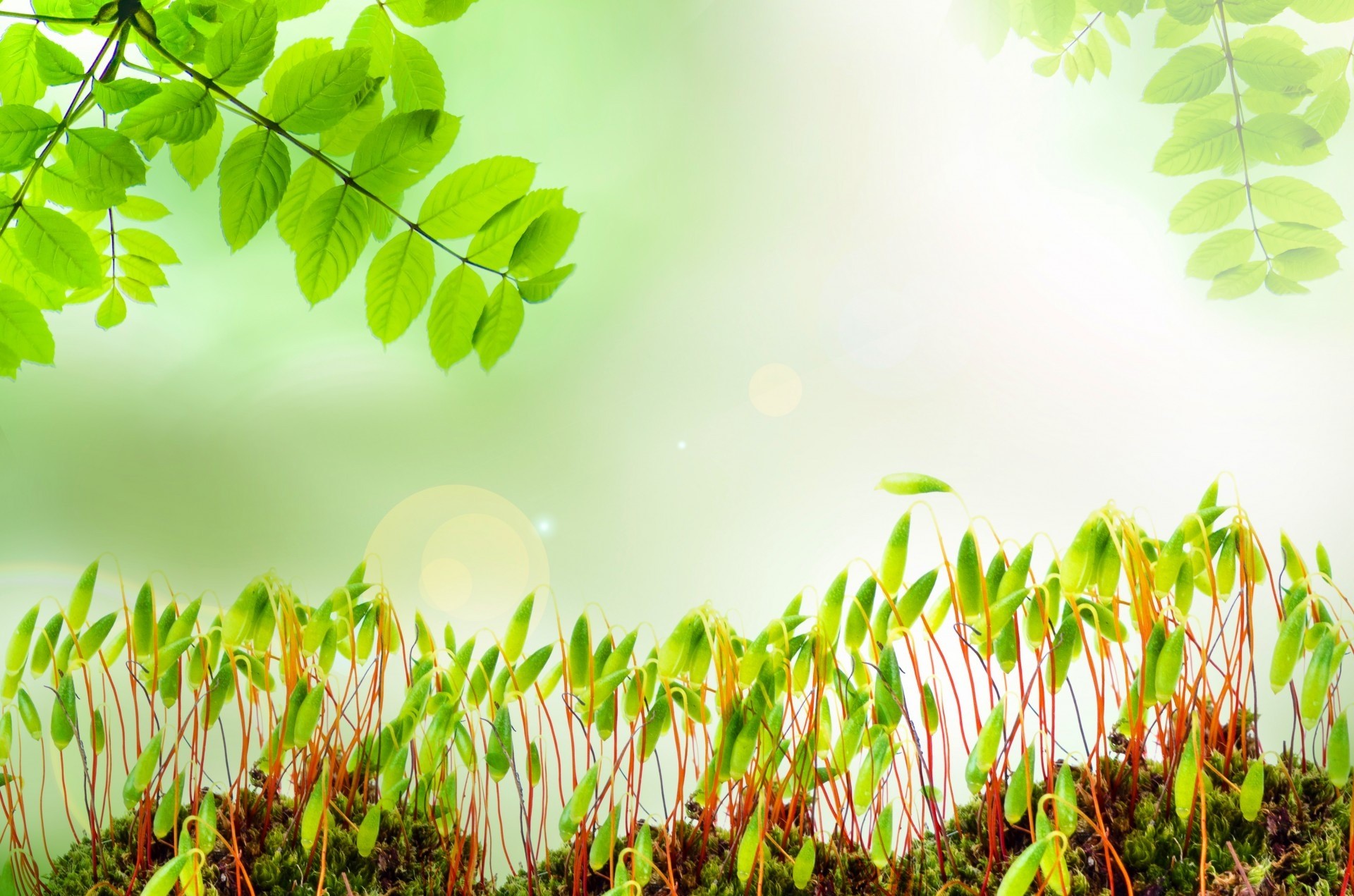 grass, park, environment, green Color, tranquility, springtime, sunlight, plant part, backgrounds, focus, design, soft, beauty in nature, photography, bright, HD Wallpaper