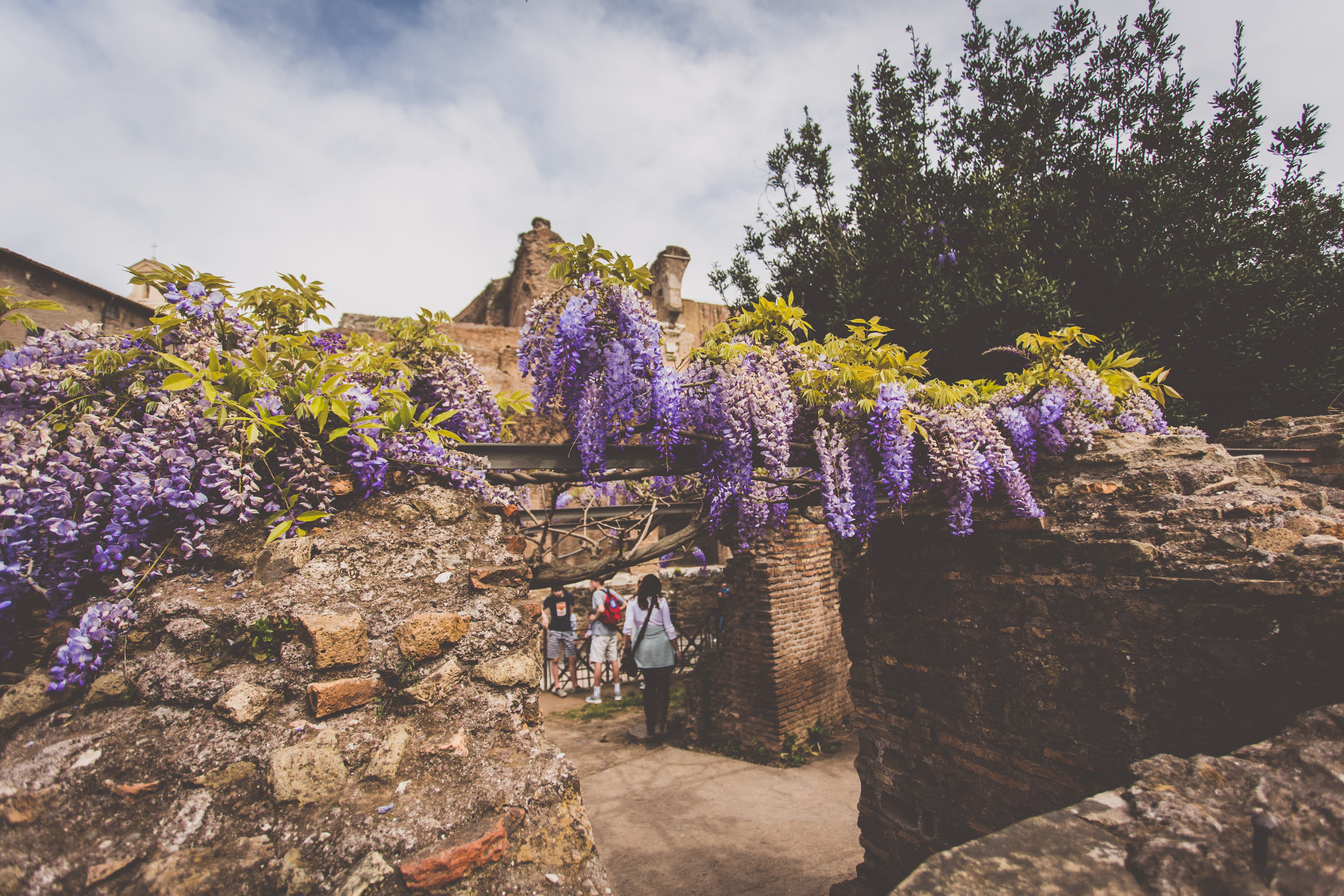 roma, italy, roman forum, wilderness, outdoors, real people, growth, sky, trees, touristic, city trip, plant, beauty in nature, architecture, men, flowering plant, HD Wallpaper