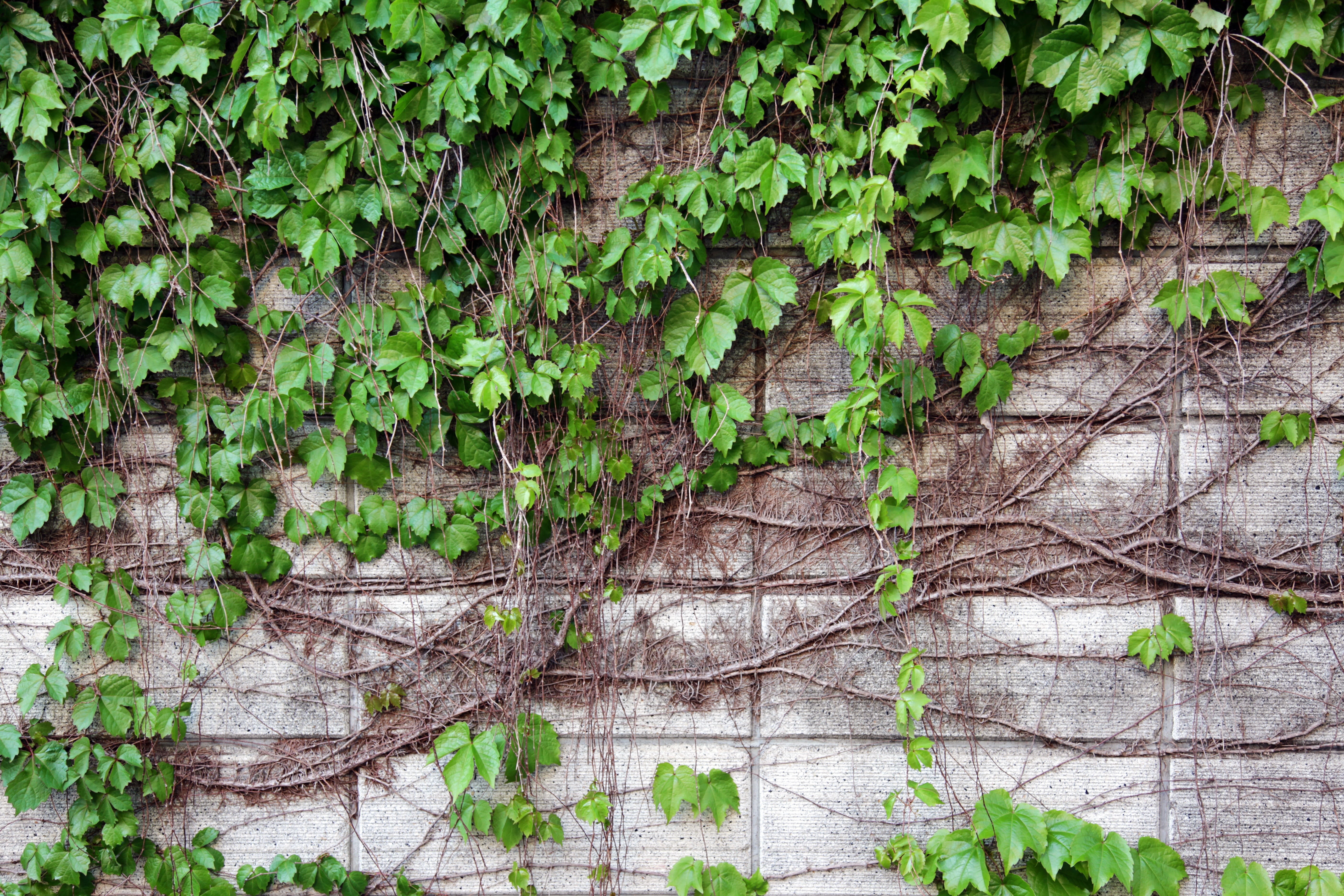 autumn, 5K, tranquility, leaf, growth, landscape, tree, green, green color, wall, backgrounds, creeper plant, day, nature, full frame, abstract, damme, HD Wallpaper