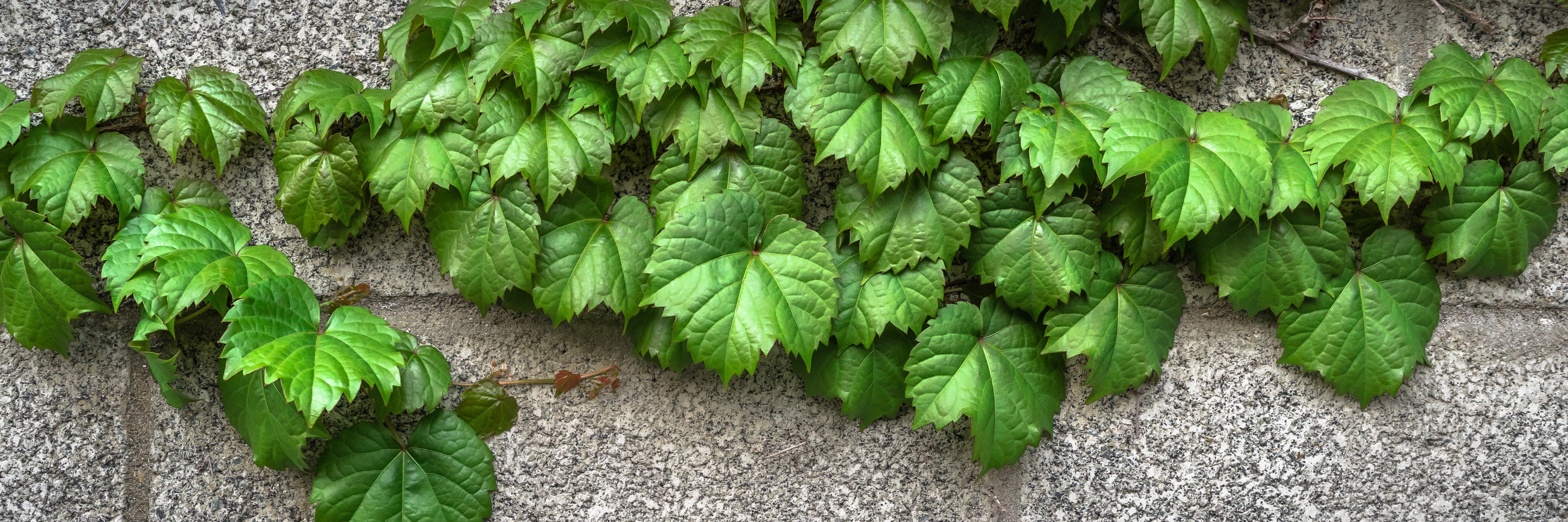 wild, high angle view, organic, the leaves, wellbeing, freshness, wall, day, vegetarian food, 5K, spring, block, plant part, hwalyeob, no people, gray, HD Wallpaper