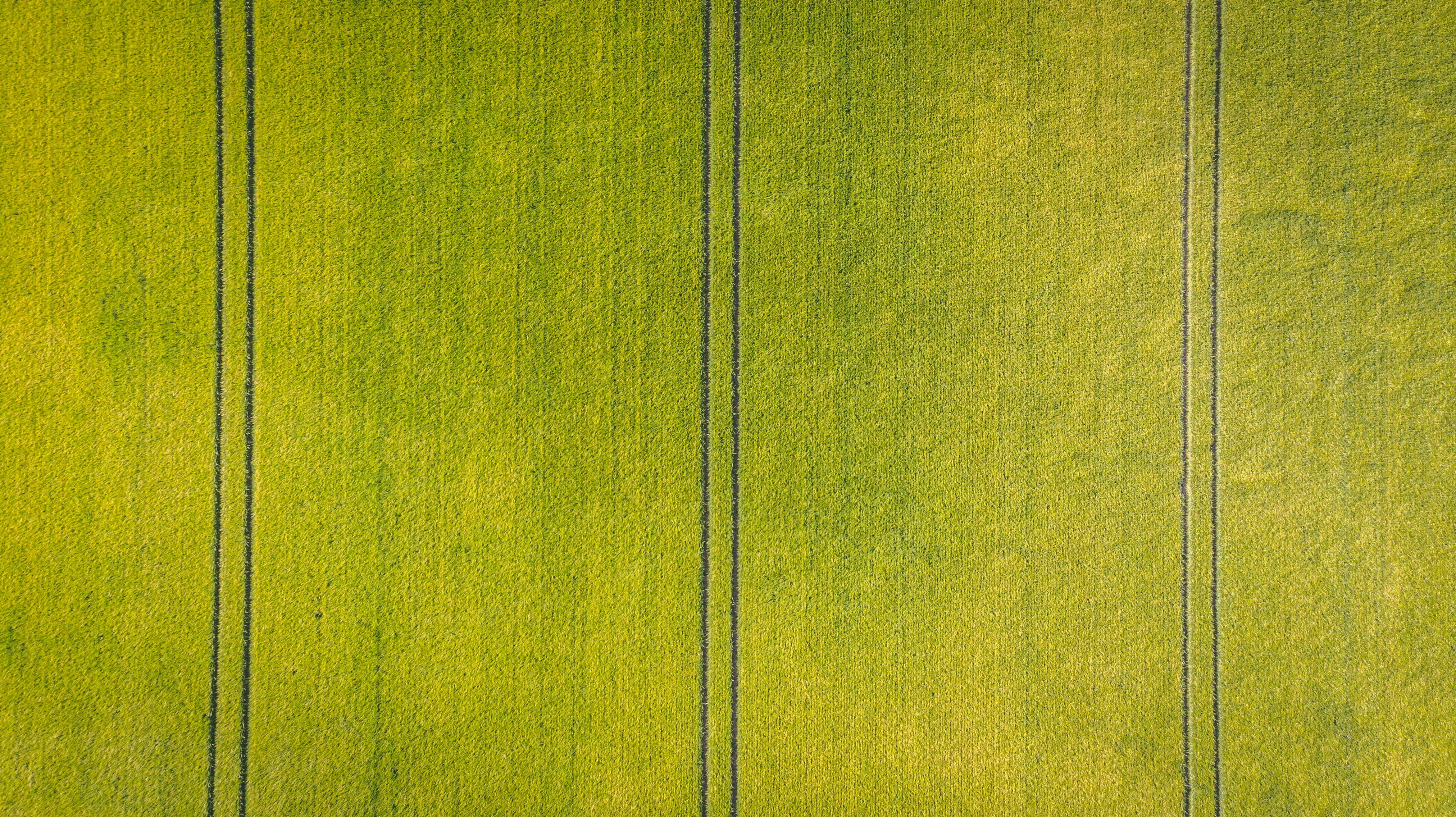 straight, farm, line, summer, gold, symmetry, sun, no People, grass, tractor, backdrop, flooring, abstract, material, farmland, backgrounds, 4K, outdoors, HD Wallpaper