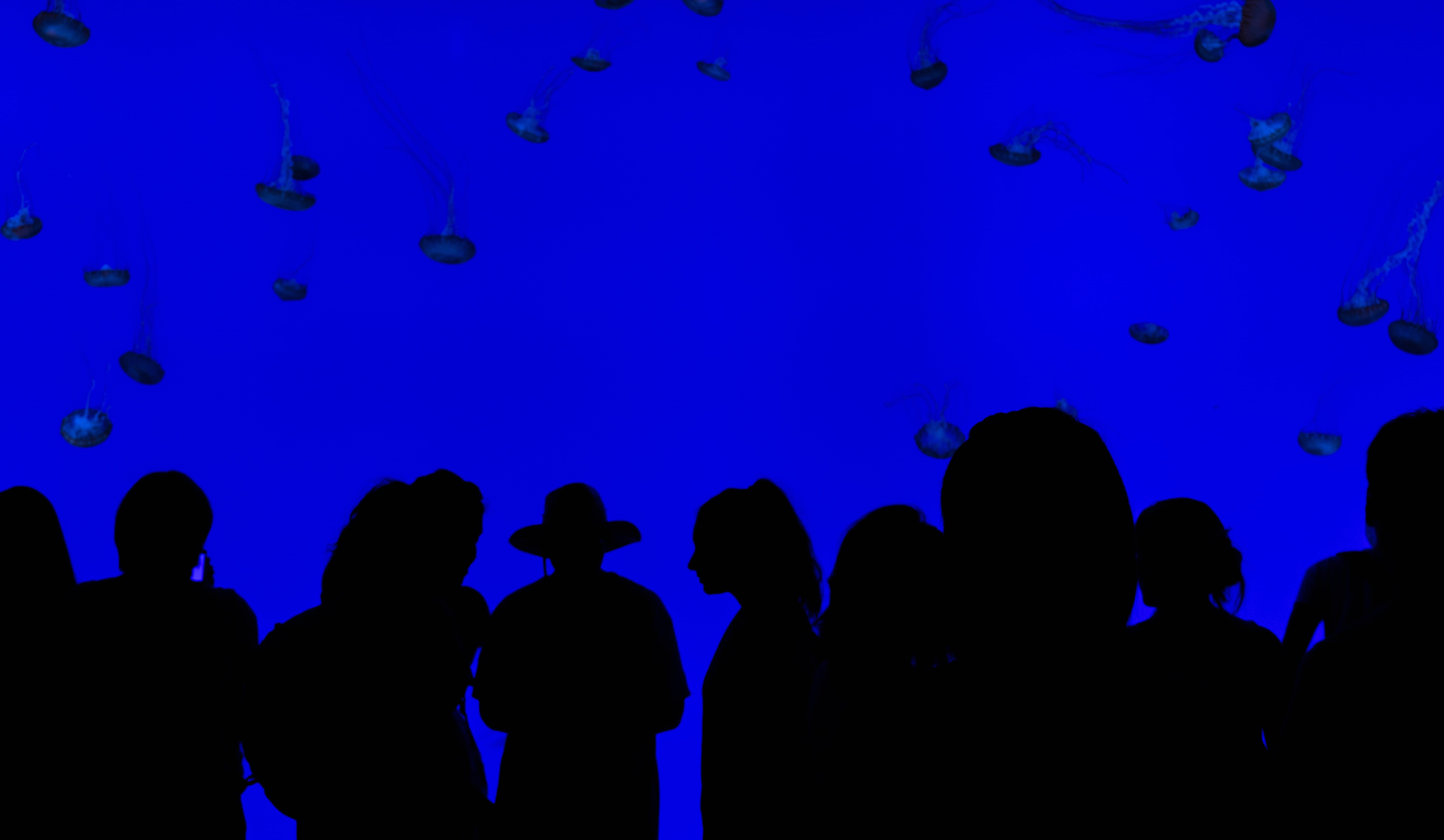 silhouette, water, adults only, men, party, women, man, crowd, illustration, aquarium, moon, marine, animals in captivity, light, large group of people, HD Wallpaper