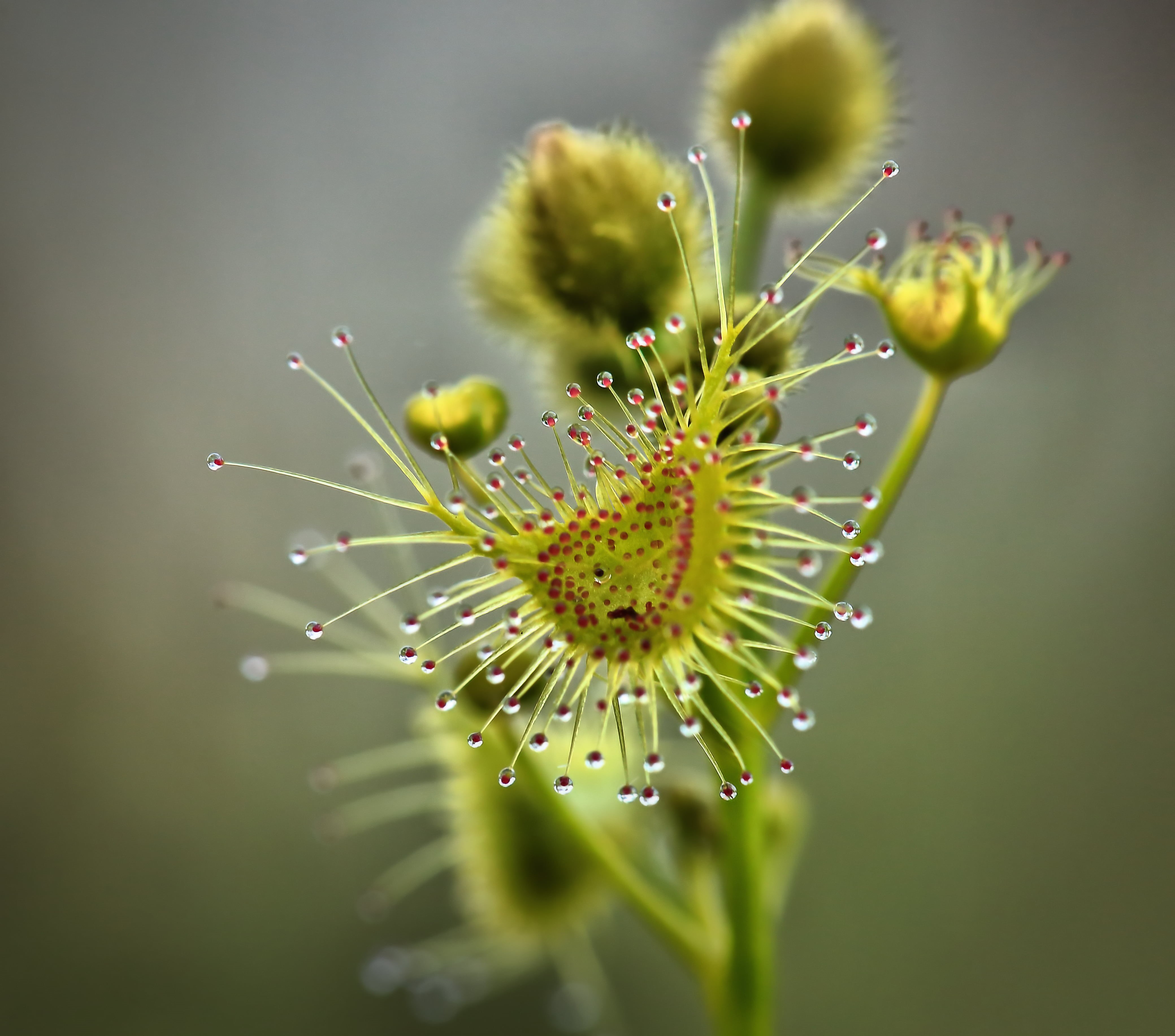 Baby, wildflower, photography, green, red, Australian, Triffid, nature, summer, flower, carnivorous  plant, close-up, macro, plant, Venus Fly Trap, venus, HD Wallpaper