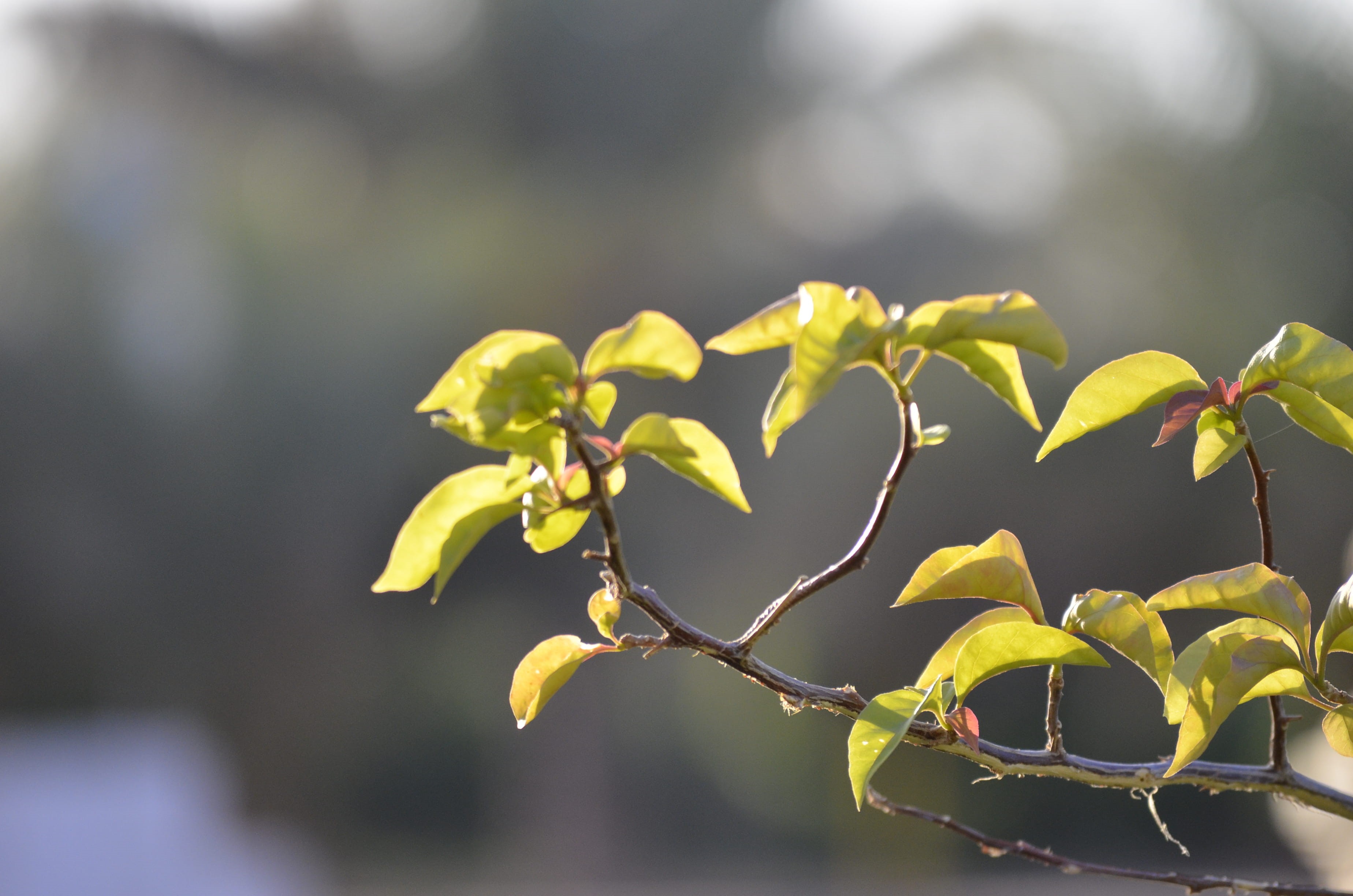 forest, 2K, close-up, plant part, growth, plant, freshness, islamic university of madinah, medina, outdoors, focus on foreground, springtime, day, flower, HD Wallpaper