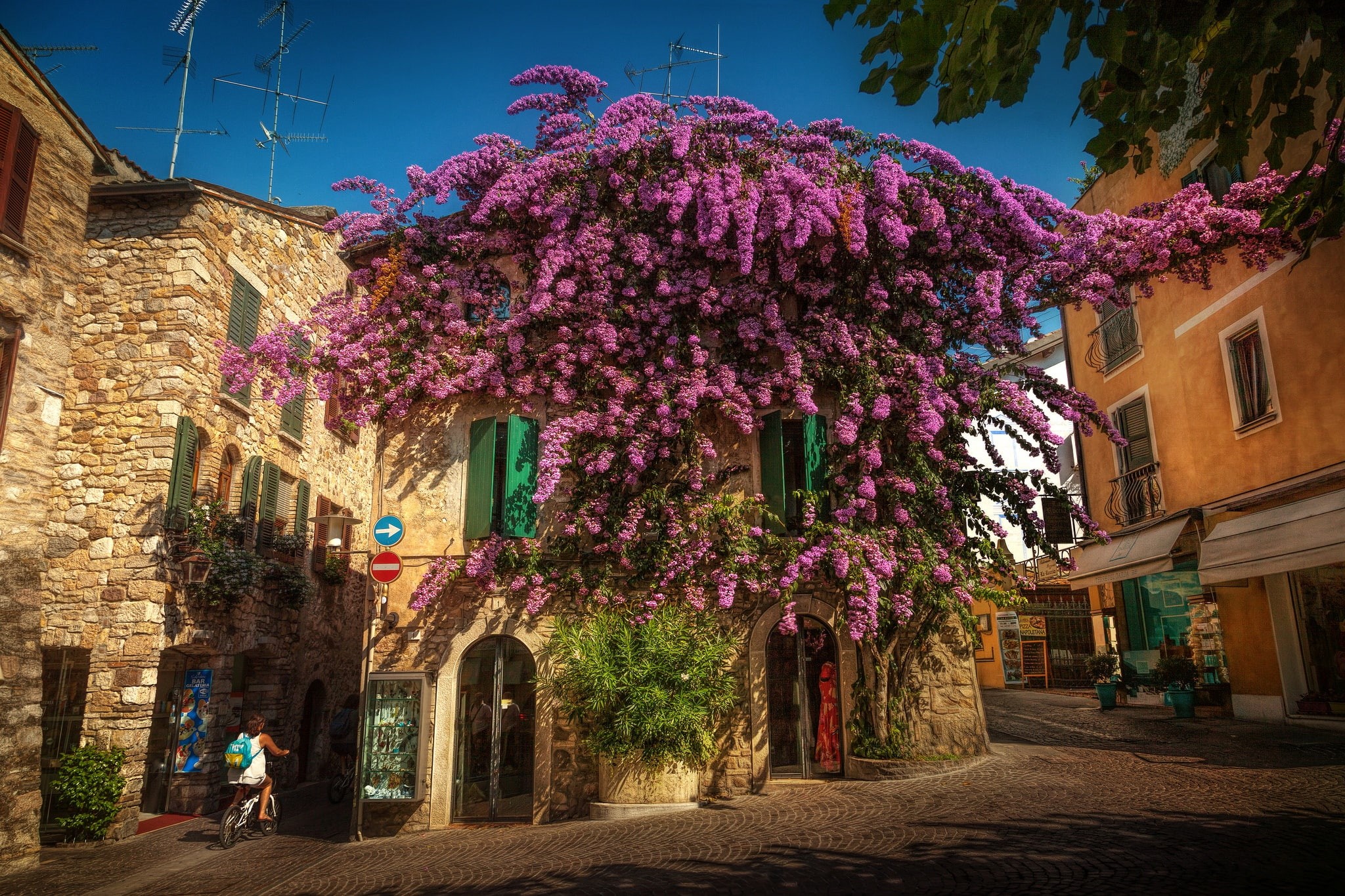 Sirmione, street, Lombardy, home, flowering, 1080P, Italy, Bougainvillea, tree, HD Wallpaper