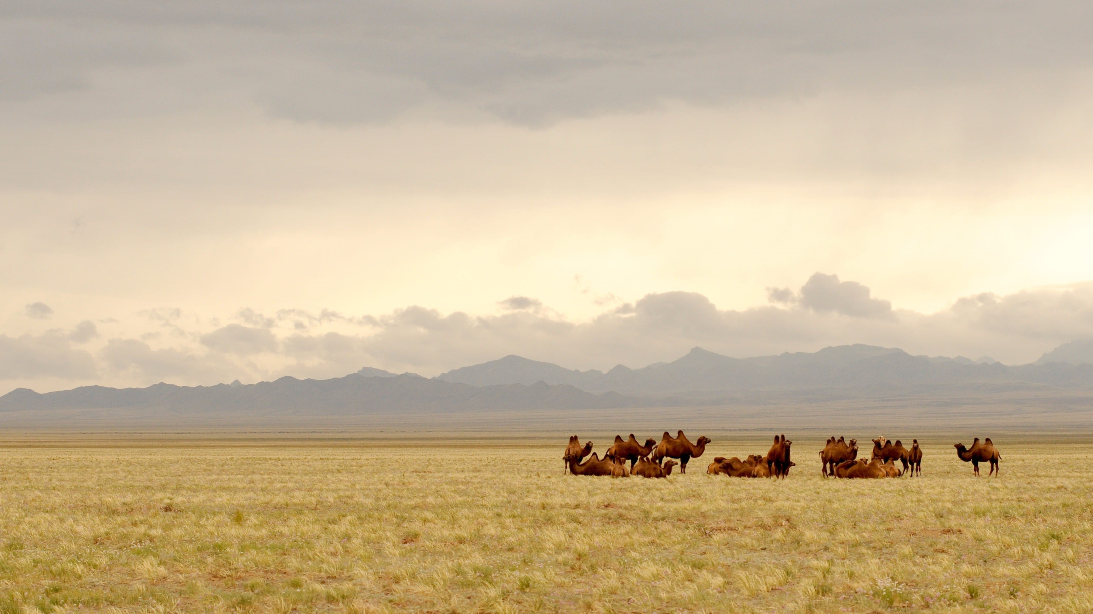 steppe, camels, landscape, domestic animals, herd, nature, grassland, top, agriculture, grass, gobi, no people, 2K, domestic, large group of animals, group of animals, HD Wallpaper