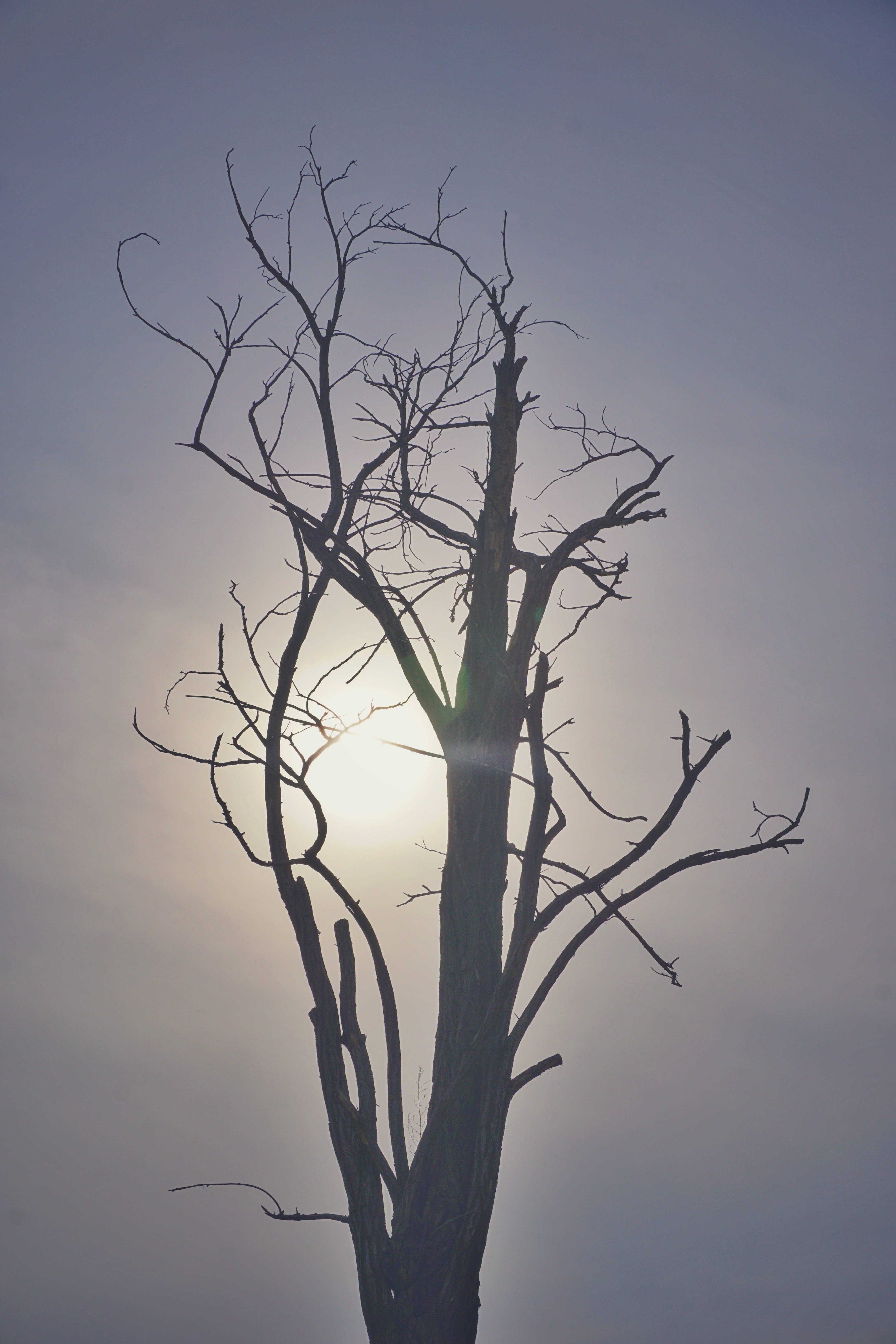 beauty in nature, day, low angle view, bare tree, dead plant, scenics - nature, nature, 5K, trunk, silhouette, isolated, tranquility, sky, outdoors, dry, Phone HD Wallpaper