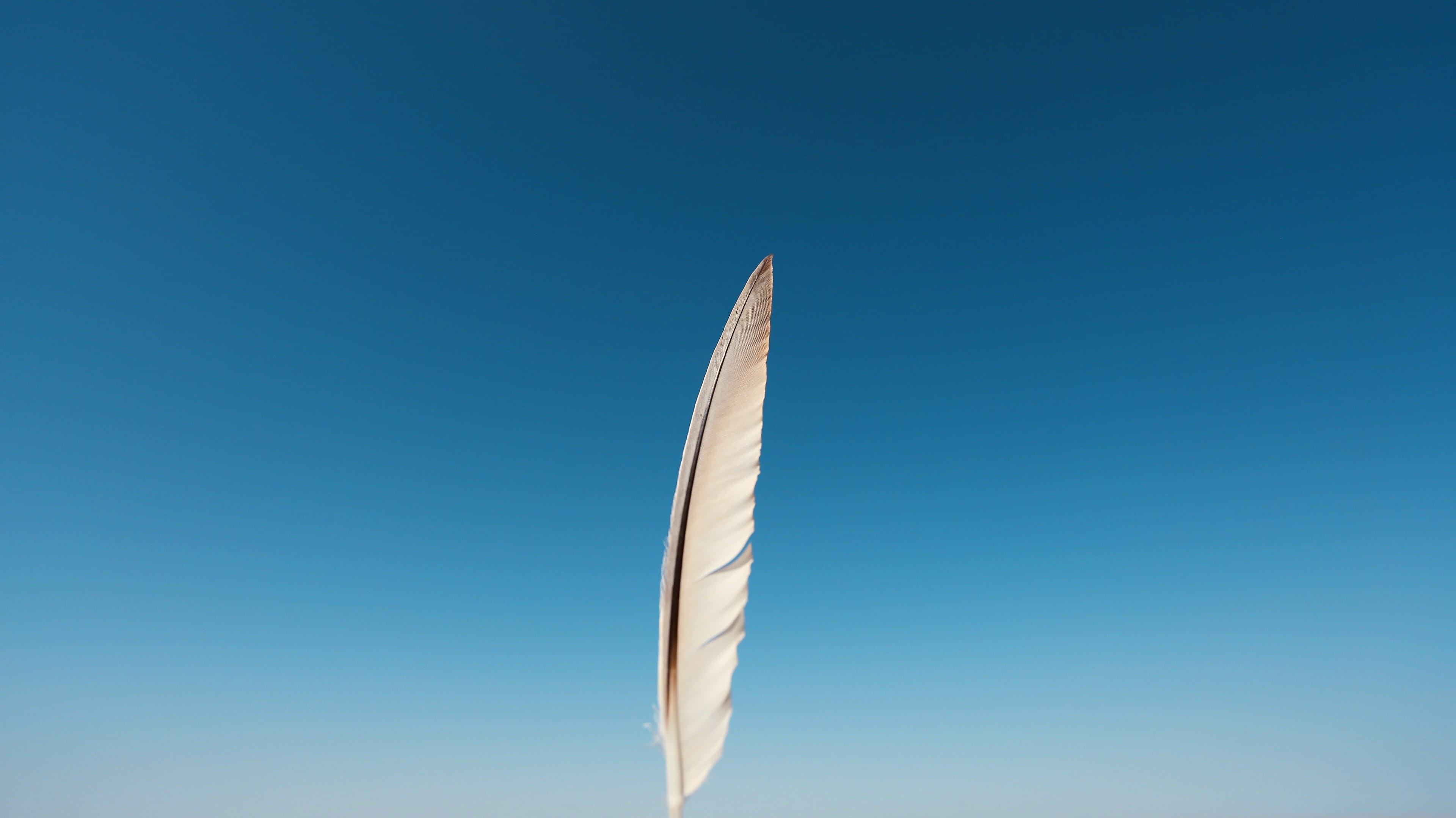 day, close-up, feather, beauty in nature, outdoors, low angle view, single object, sky, copy space, clear sky, colored background, 4K, no people, lightweight, HD Wallpaper