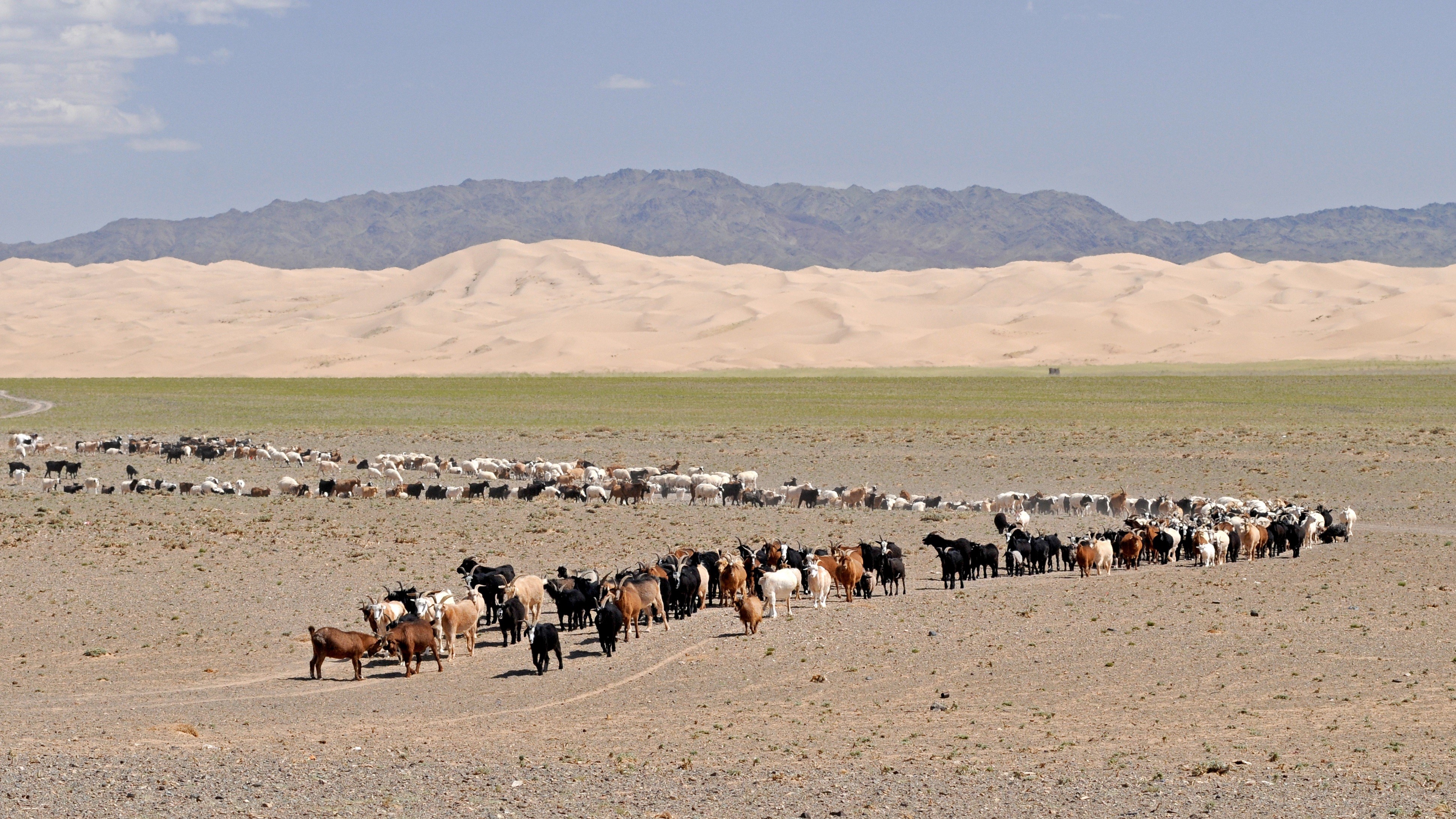 livestock, goats, mammal, desert, day, domestic animals, vertebrate, mongolia, animal themes, nature, herd, 4K, landscape, no people, gobi, large group of animals, HD Wallpaper