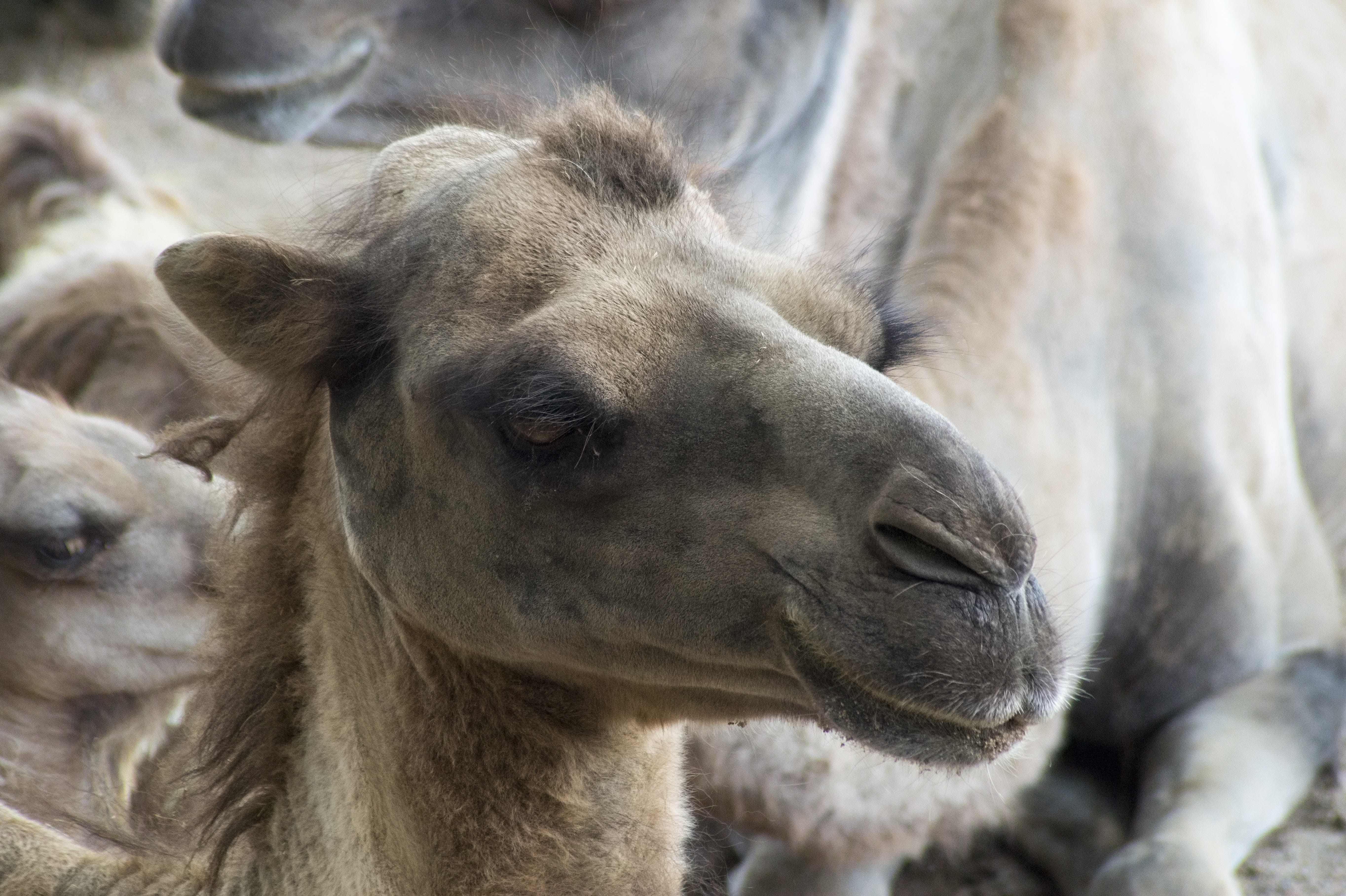 animal wildlife, mammal, day, water hump, herbivorous, animal themes, 5K, gobi, animal nose, africa, Hump, animals, pets, animal, vertebrate, Desert Climate, HD Wallpaper