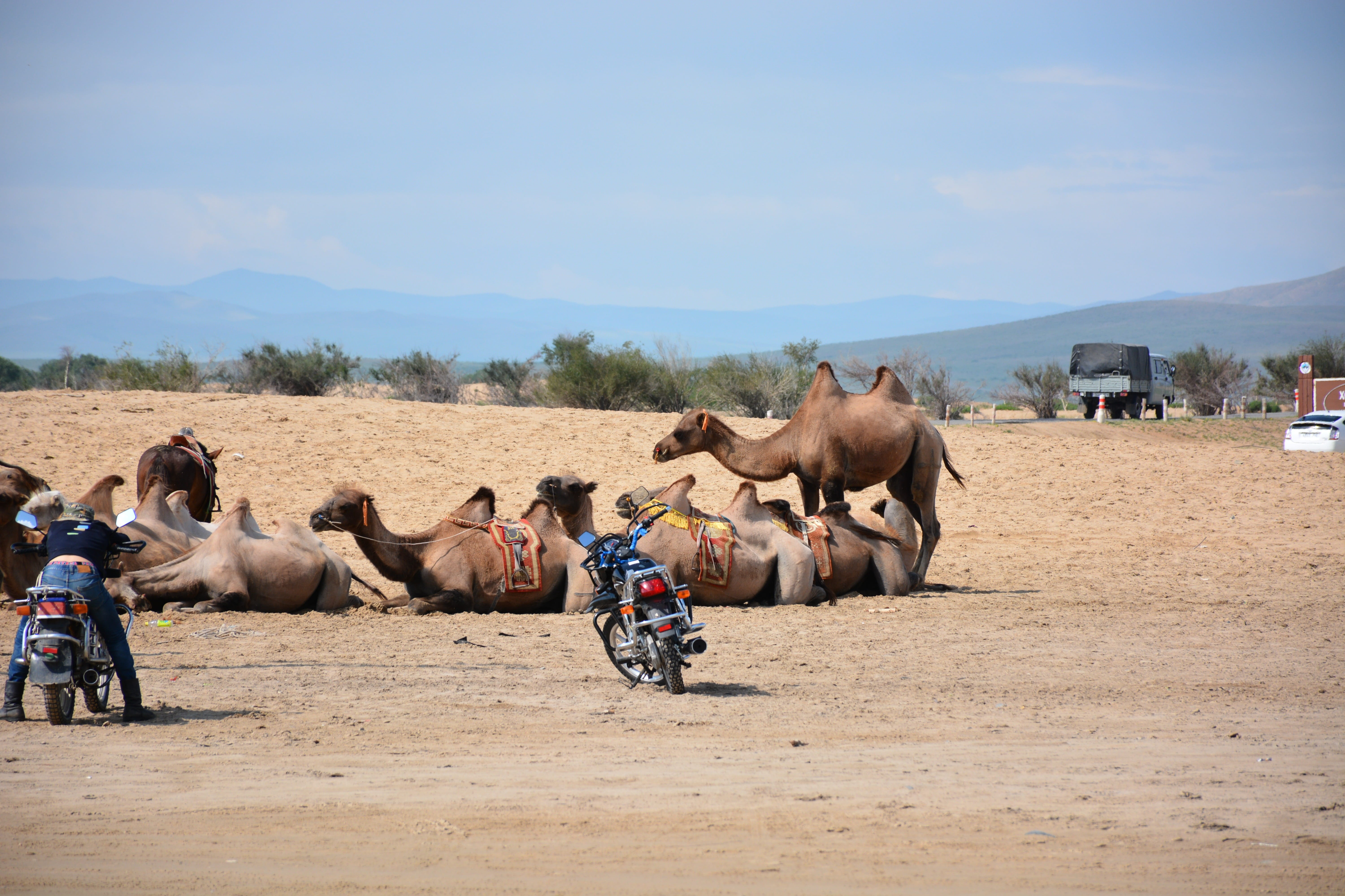 domestic animals, camels, real people, animal wildlife, sand, herbivorous, people, pets, mammal, group of people, domestic, gobi, 5K, men, outdoors, land, HD Wallpaper