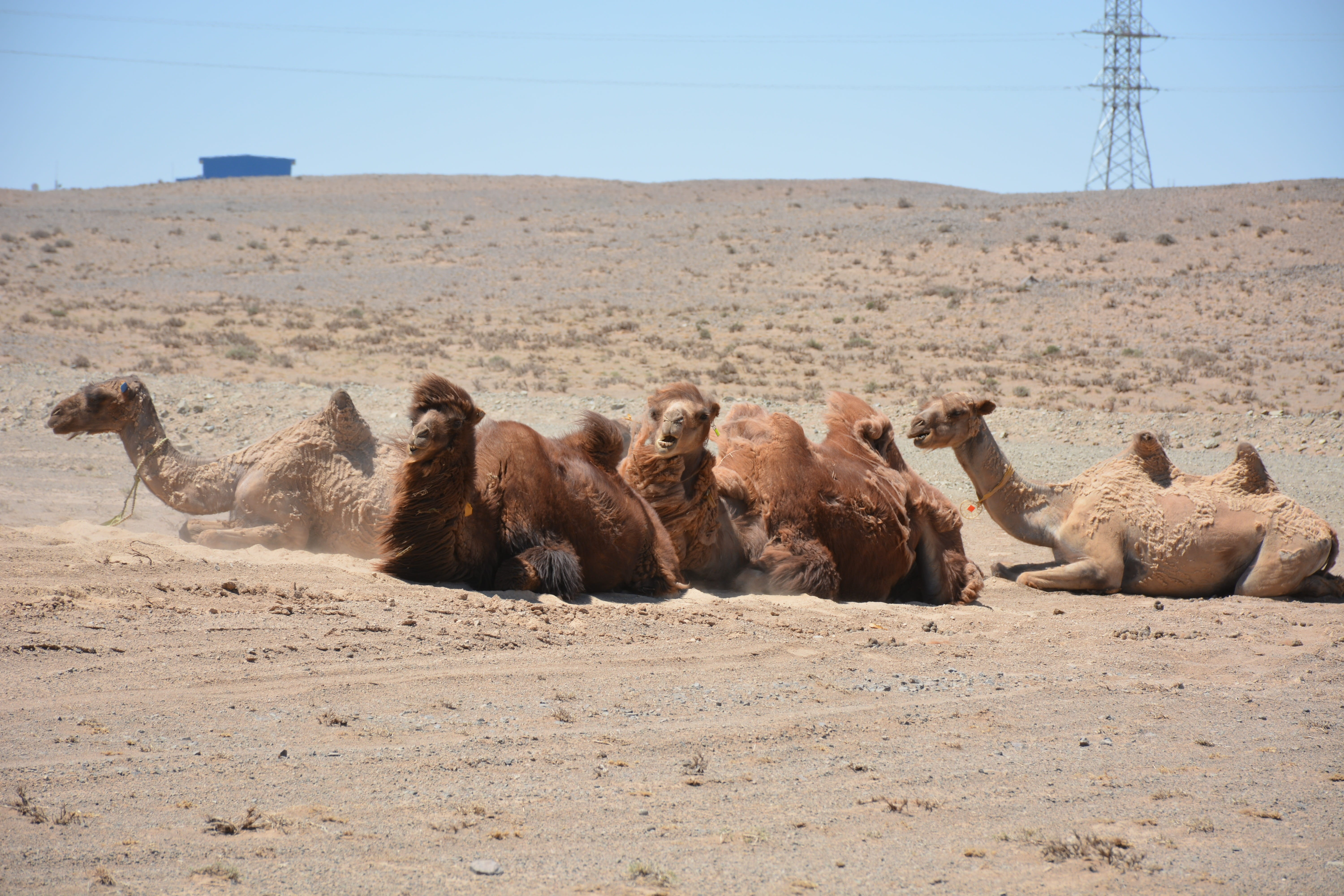 clear sky, sunlight, animal, camel, sand, large group of animals, animal family, mongolia, group of animals, animal themes, relaxation, day, animal wildlife, HD Wallpaper