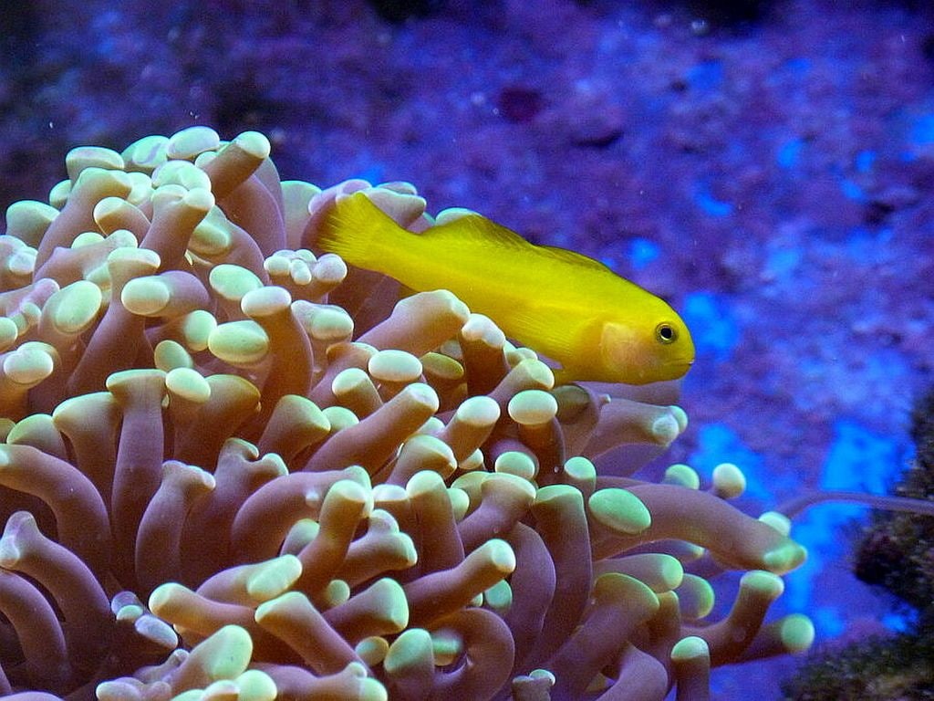goby, Yellow, animals, hd, clown, picture, art, Clown-Goby, fish, beautiful, 480P, HD Wallpaper
