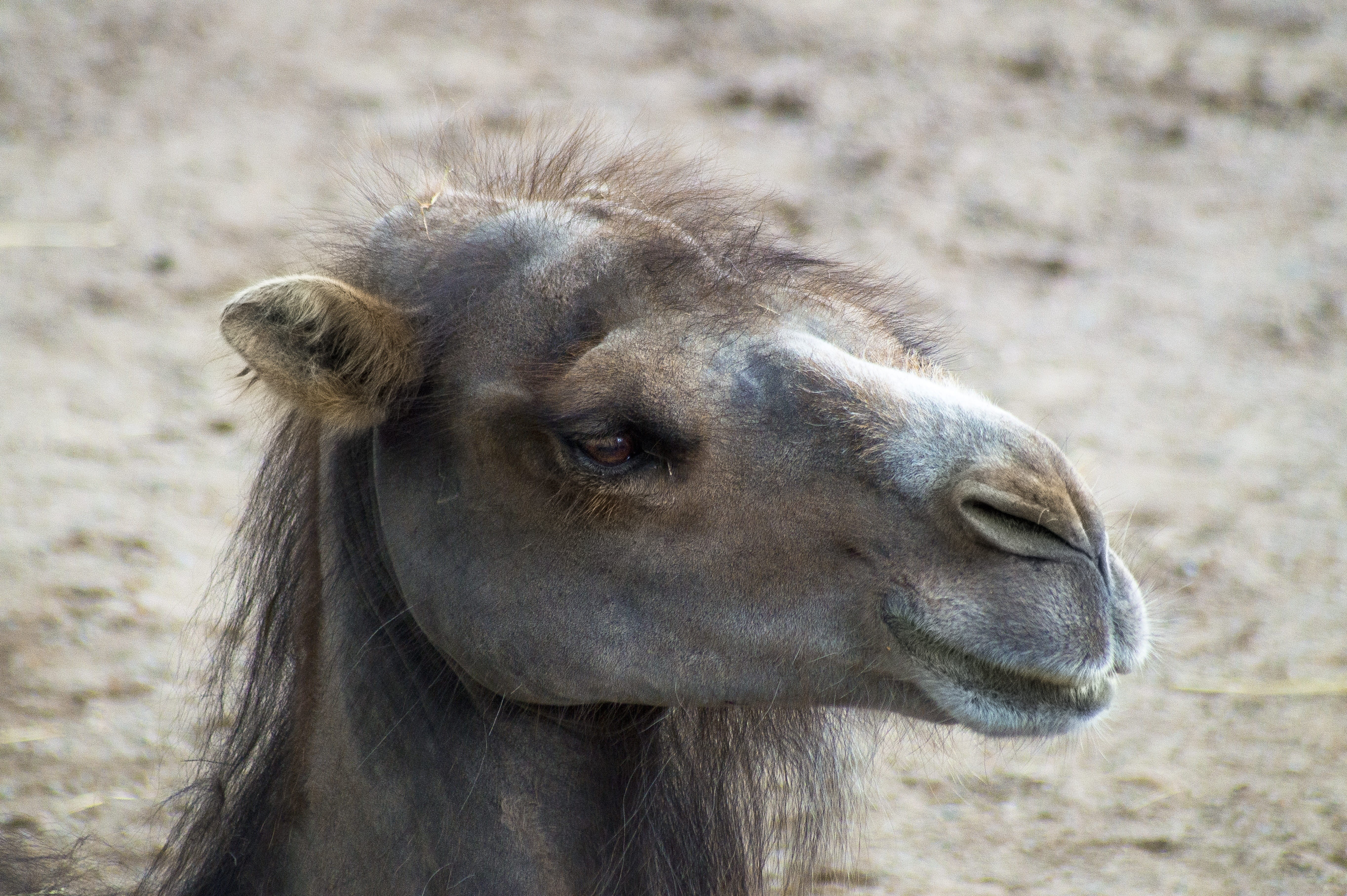 one animal, domestic, hot, close-up, sand, animal head, desert, focus on foreground, animals, no people, animal nose, portrait, livestock, asia, animal wildlife, HD Wallpaper