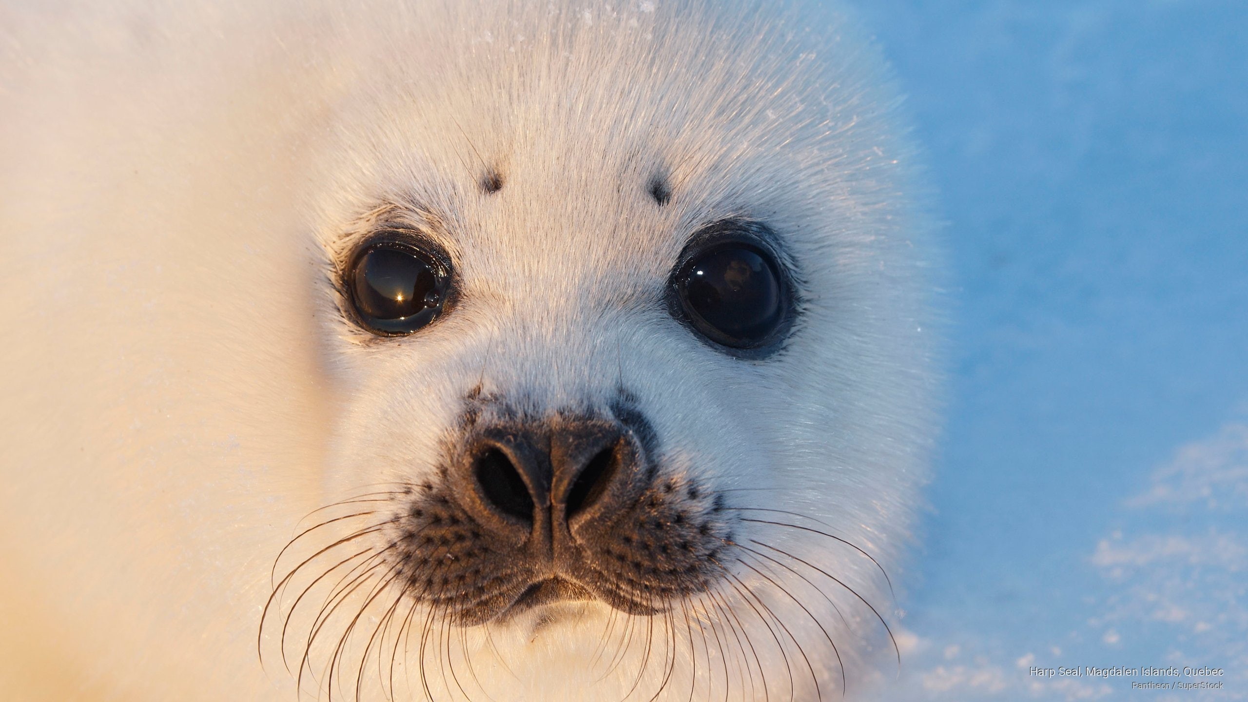 islands, magdalen, Animals, 2K, seal, harp, quebec, HD Wallpaper