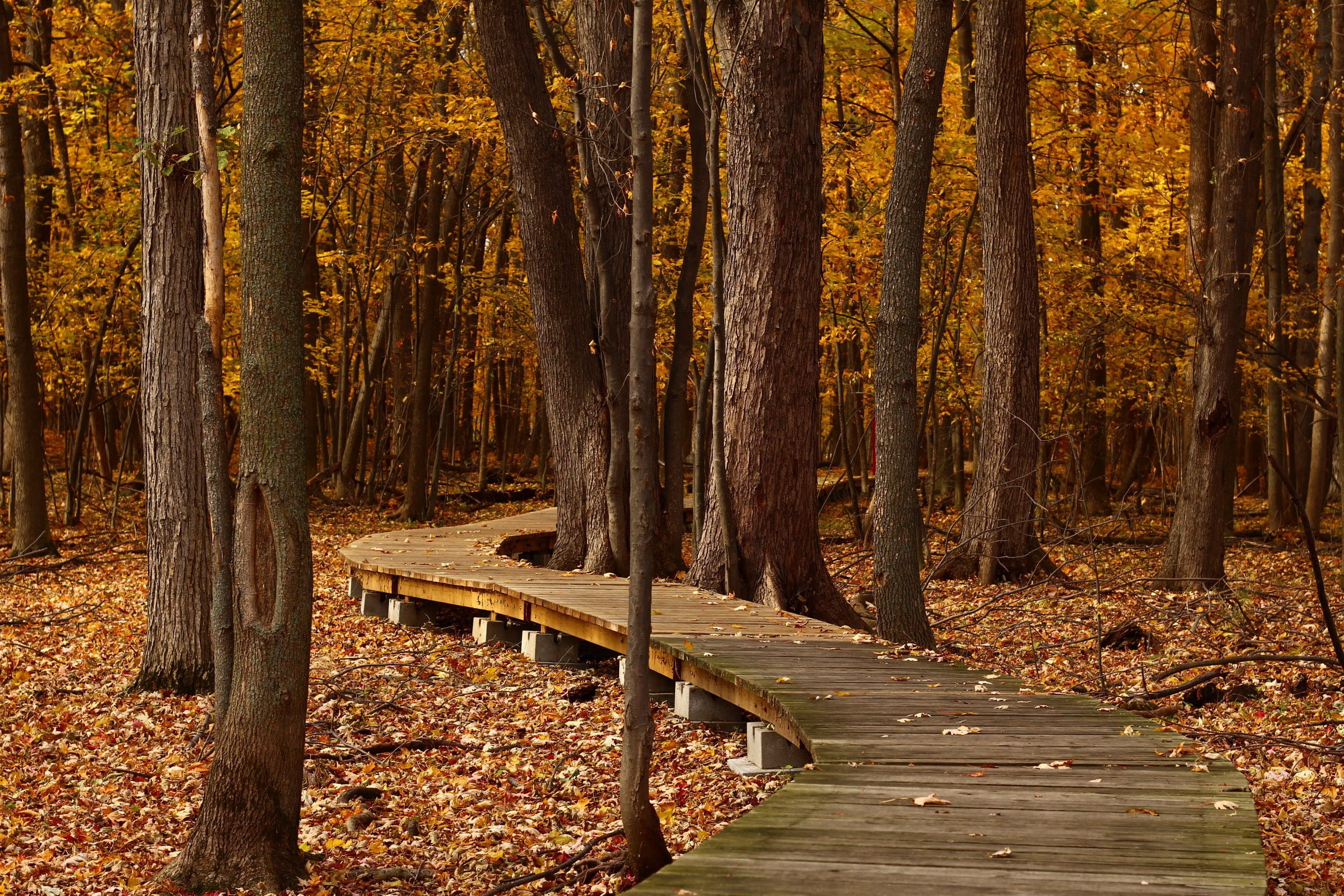 wood - Material, trunk, landscape, nature, Canada, footpath, photos, public domain, plant, leaves, orange Color, land, green Color, season, the way forward, HD Wallpaper