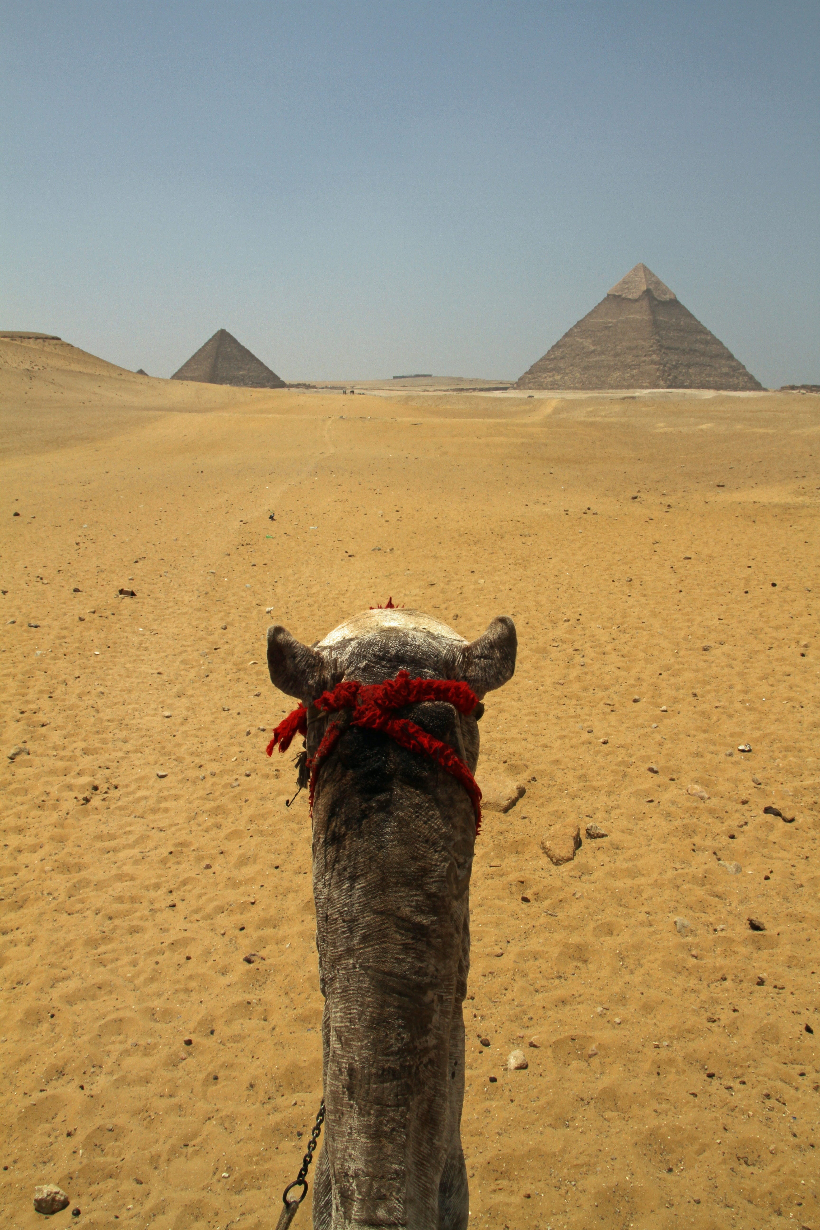domestic animals, arid climate, grey, one animal, animal themes, africa, nature, landscape, giza, day, architecture, mammal, travel, land, ancient civilization, Phone HD Wallpaper