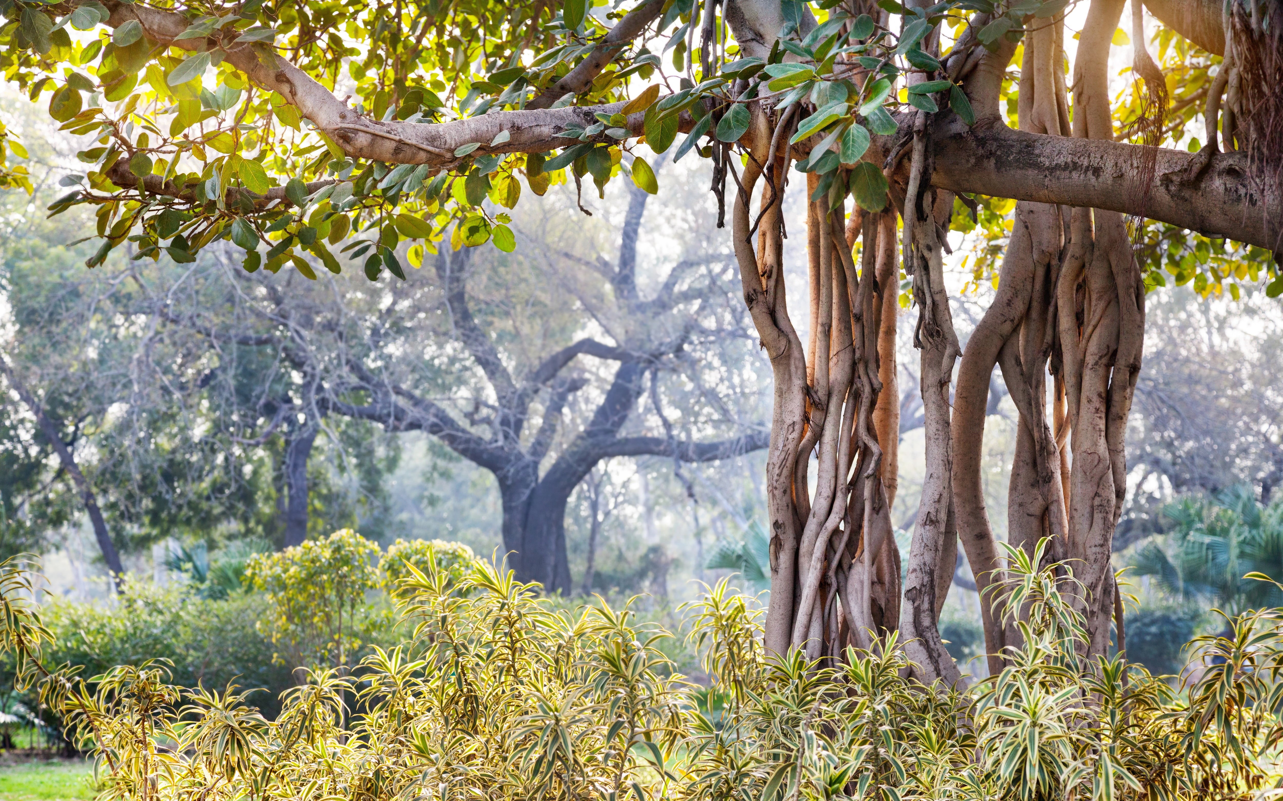 day, blur, plant, Jayanti Park, trunk, the morning rays of the sun, tranquil scene, branch, mysteries mysteries of the ancient world, travel, HD Wallpaper