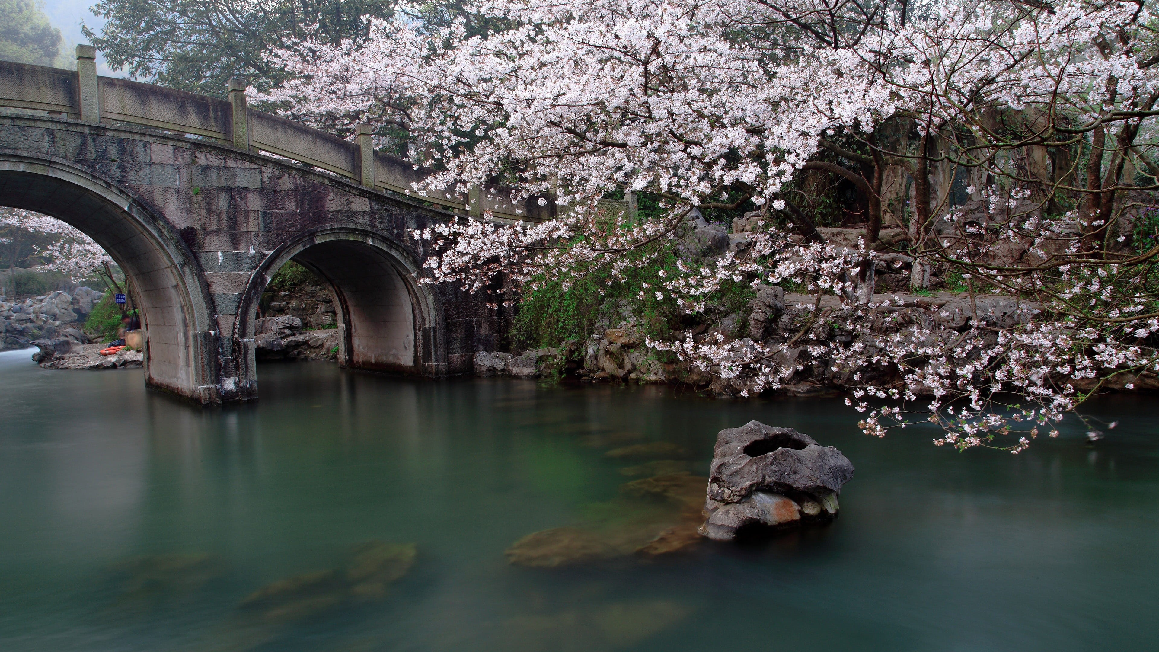 river, cherry tree, Hangzhou, west, hangzhou west lake, bridges, prince bay park, lake, springtime, tree, reflection, flowering plant, arch bridge, 4K, HD Wallpaper
