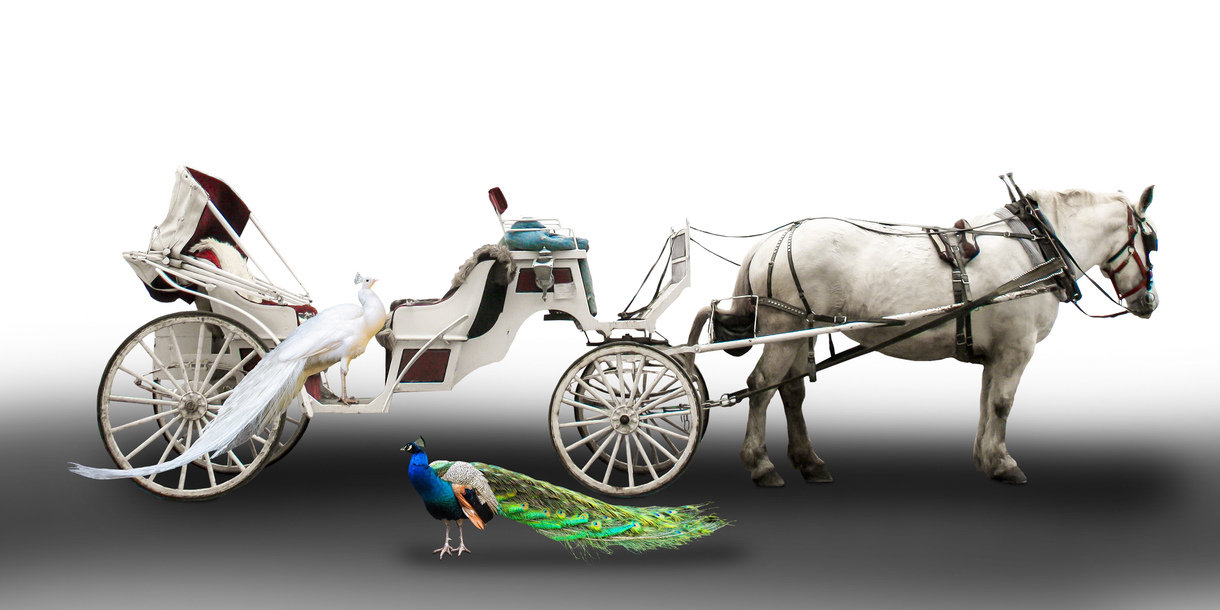 group of animals, livestock, horse cart, coach, domestic animals, pets, bird, vertebrate, 4K, domestic, cart, animal themes, horse, mammal, white peacock, HD Wallpaper