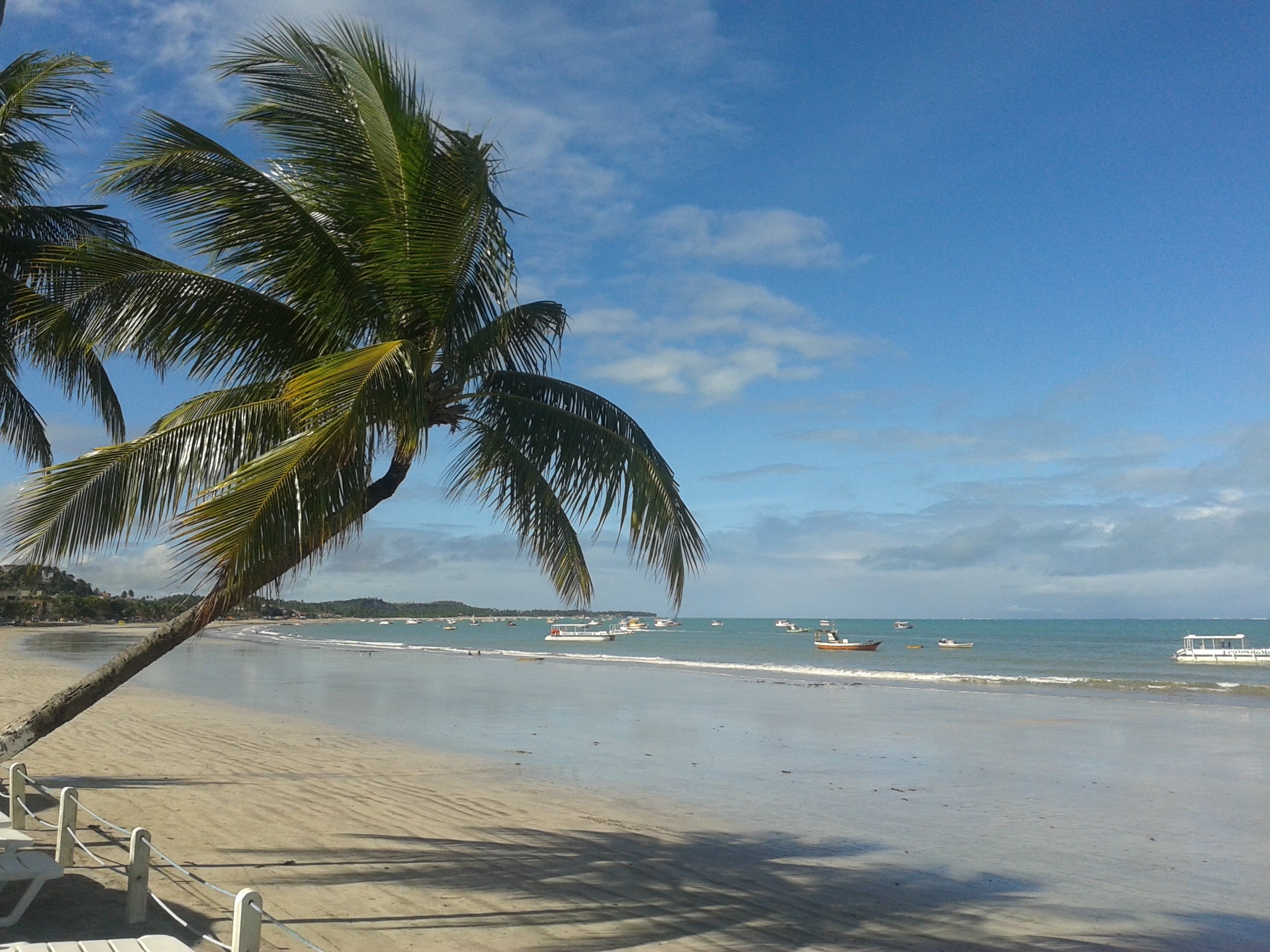 coconut palm tree, maragogi, alagoas, mar, northeast, tranquil scene, summer, tropical climate, 2K, nature, plant, beach, huh, sol, water, brazil, horizon, HD Wallpaper