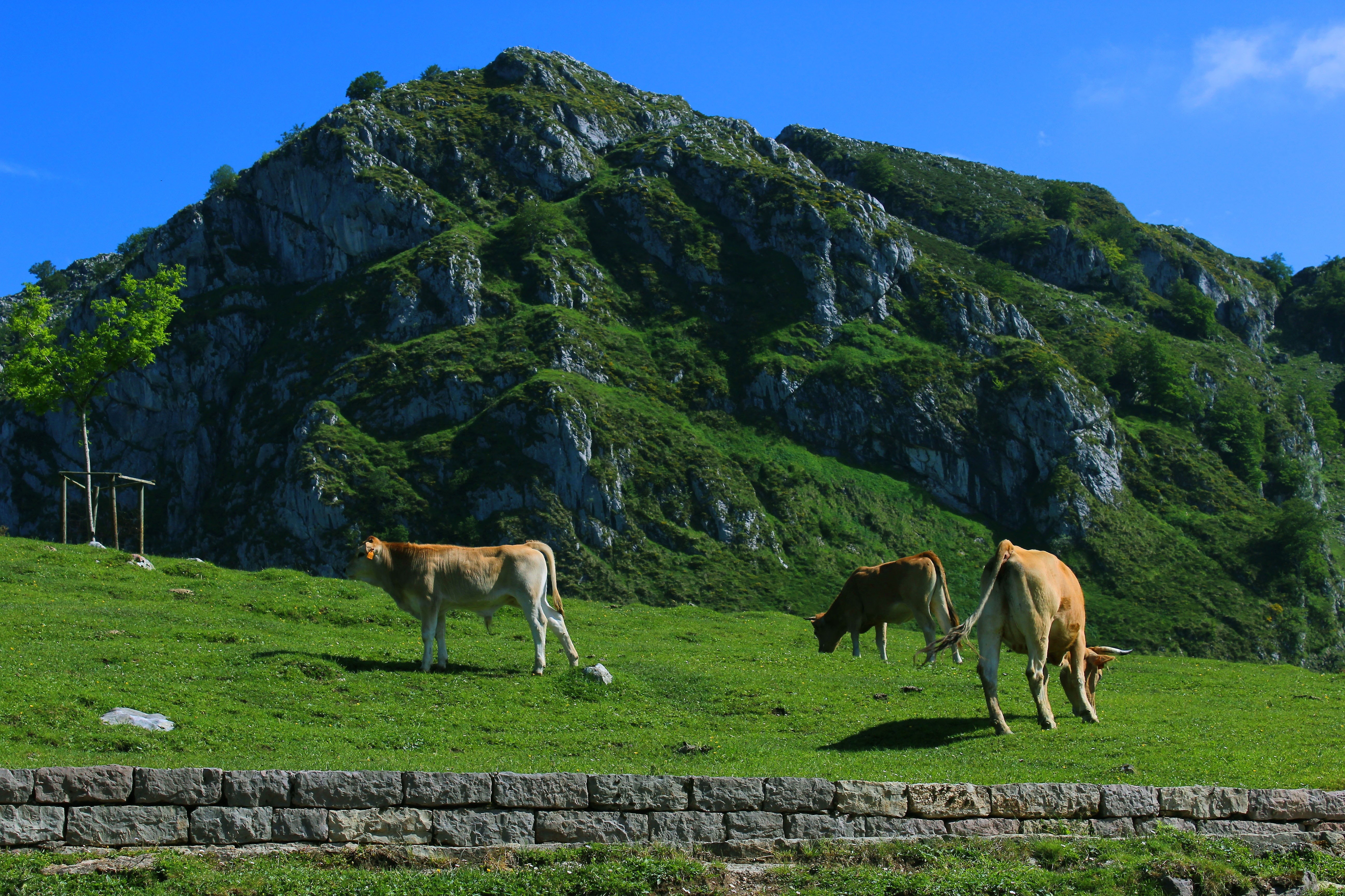 field, animal themes, green color, agriculture, picos de europa, grass, domestic, group of animals, pets, livestock, animal, cows, mountain, domestic animals, HD Wallpaper