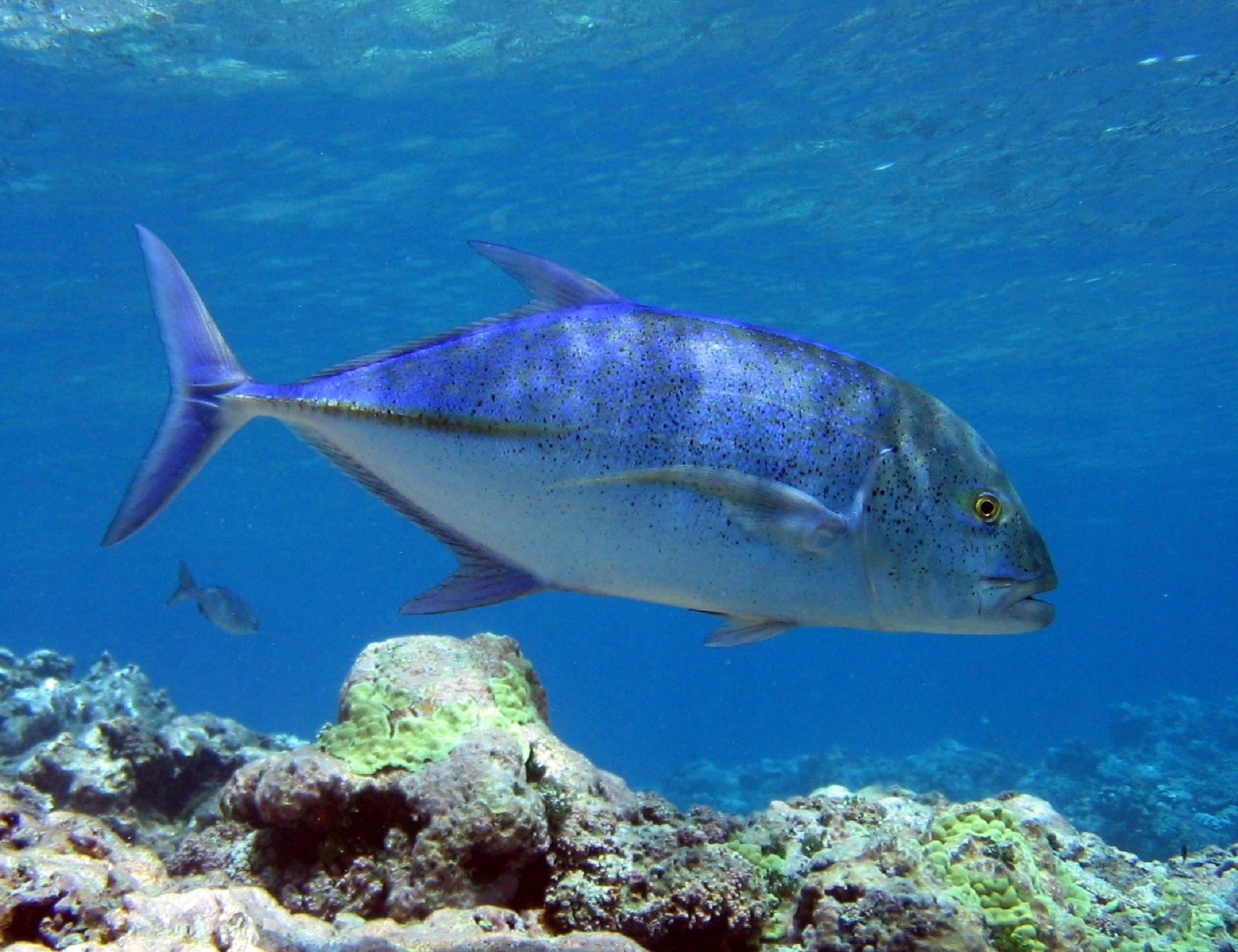 animal themes, reef, jack, fish, blue, spotted trevally, no people, vertebrate, marine, caranx melampygus, undersea, sea Life, day, nature, omilu, bluefinned crevalle, HD Wallpaper