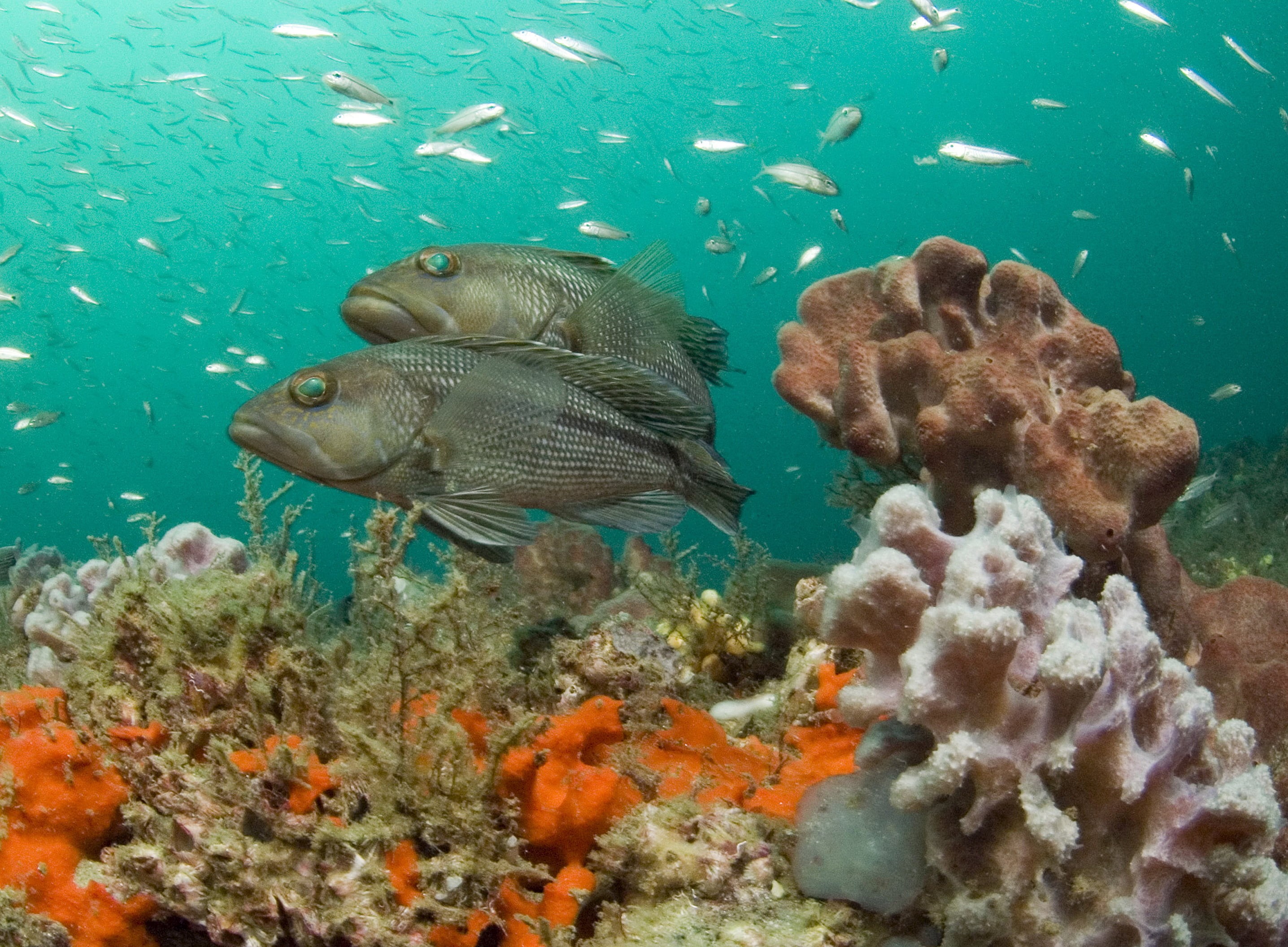 marine sanctuary, World Ocean Day, seabass, animal, corals, 2K, Grays Reef, sea, reef, school of fish, sponge, nature, multicolored, wildlife, school, HD Wallpaper