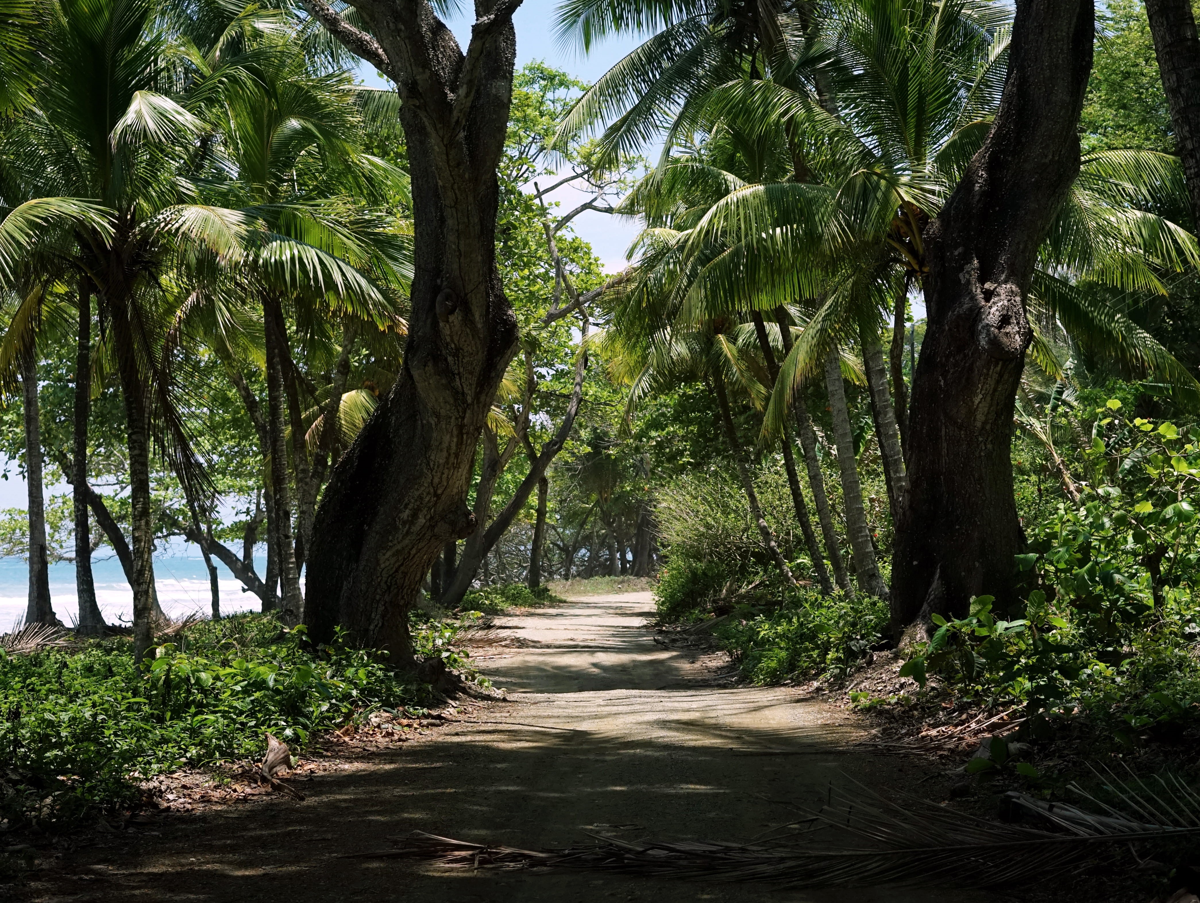 no people, green color, land, beach, tranquil scene, day, direction, treelined, explore, footpath, growth, palm tree, playa santa teresa, outdoors, diminishing perspective, HD Wallpaper