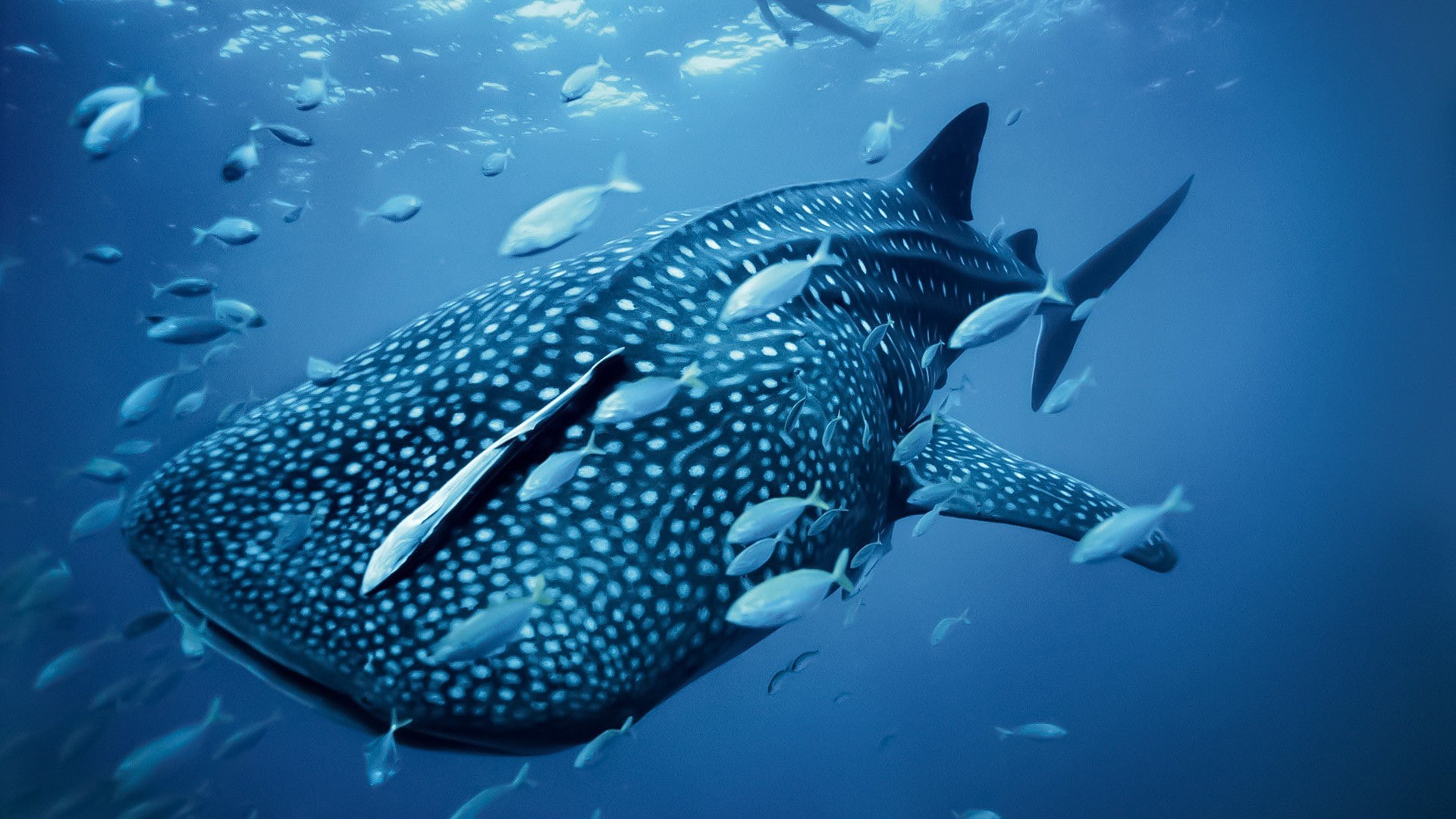 blue, no people, nature, whale shark, sea, animals in the wild, animal themes, sea life, large group of animals, animal wildlife, marine, 1080P, vertebrate, HD Wallpaper