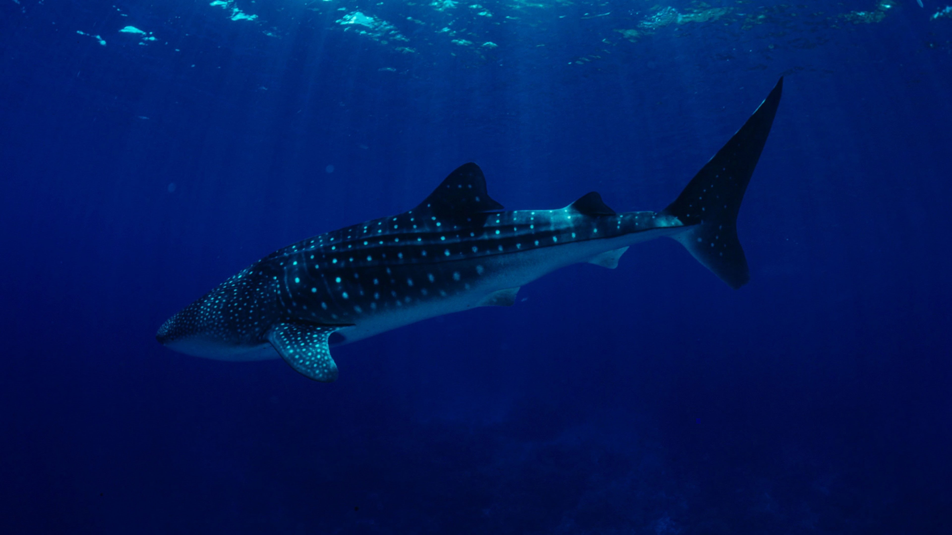 Philippines, 4K, Whale Sharks, Worlds best diving sites, South China Sea, diving, blue sea, tourism, underwater, Sharks, HD Wallpaper