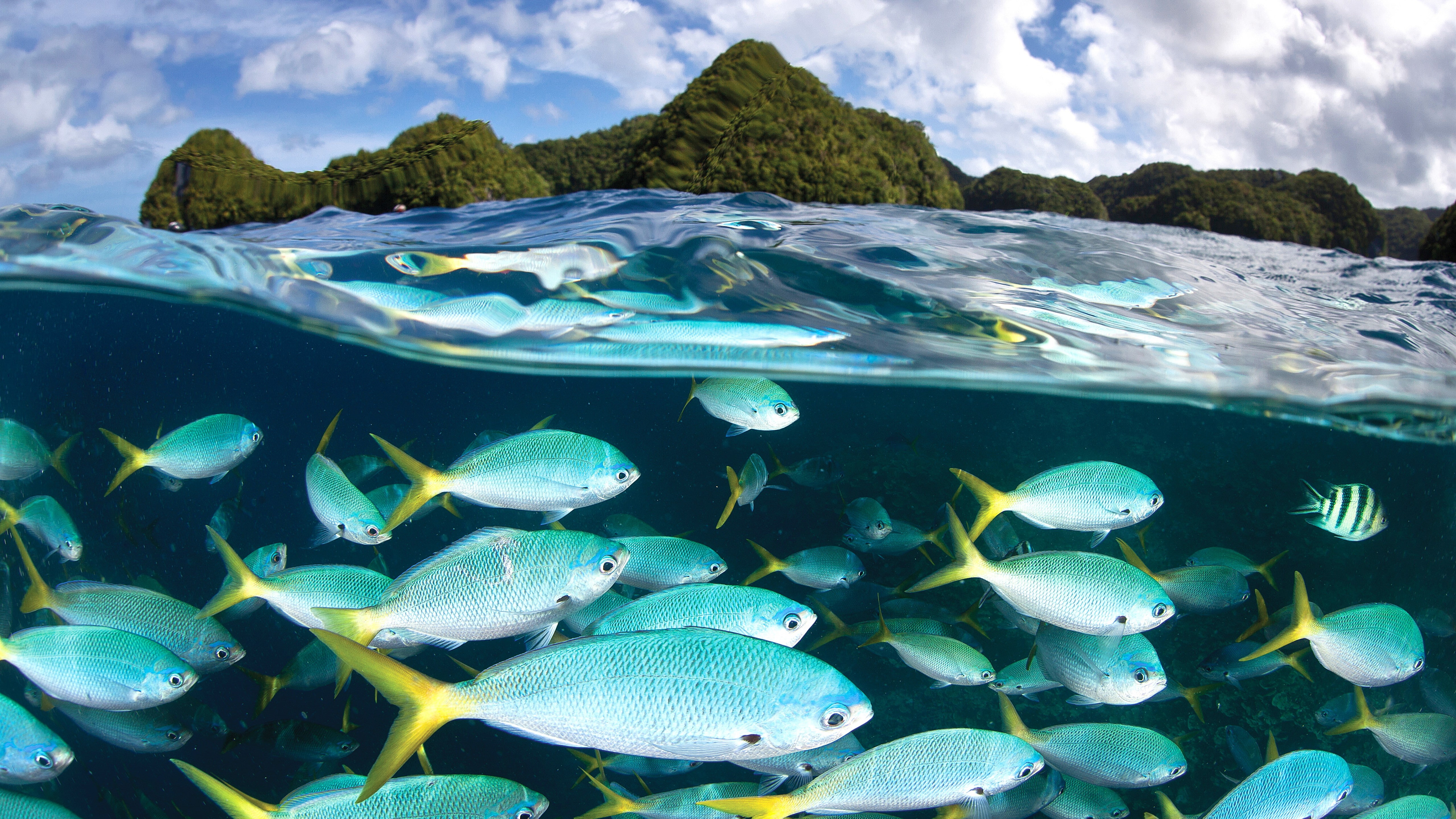 Palau Diving Center, diving, tourism, 5K, Malakal island, travel, 5k, HD Wallpaper