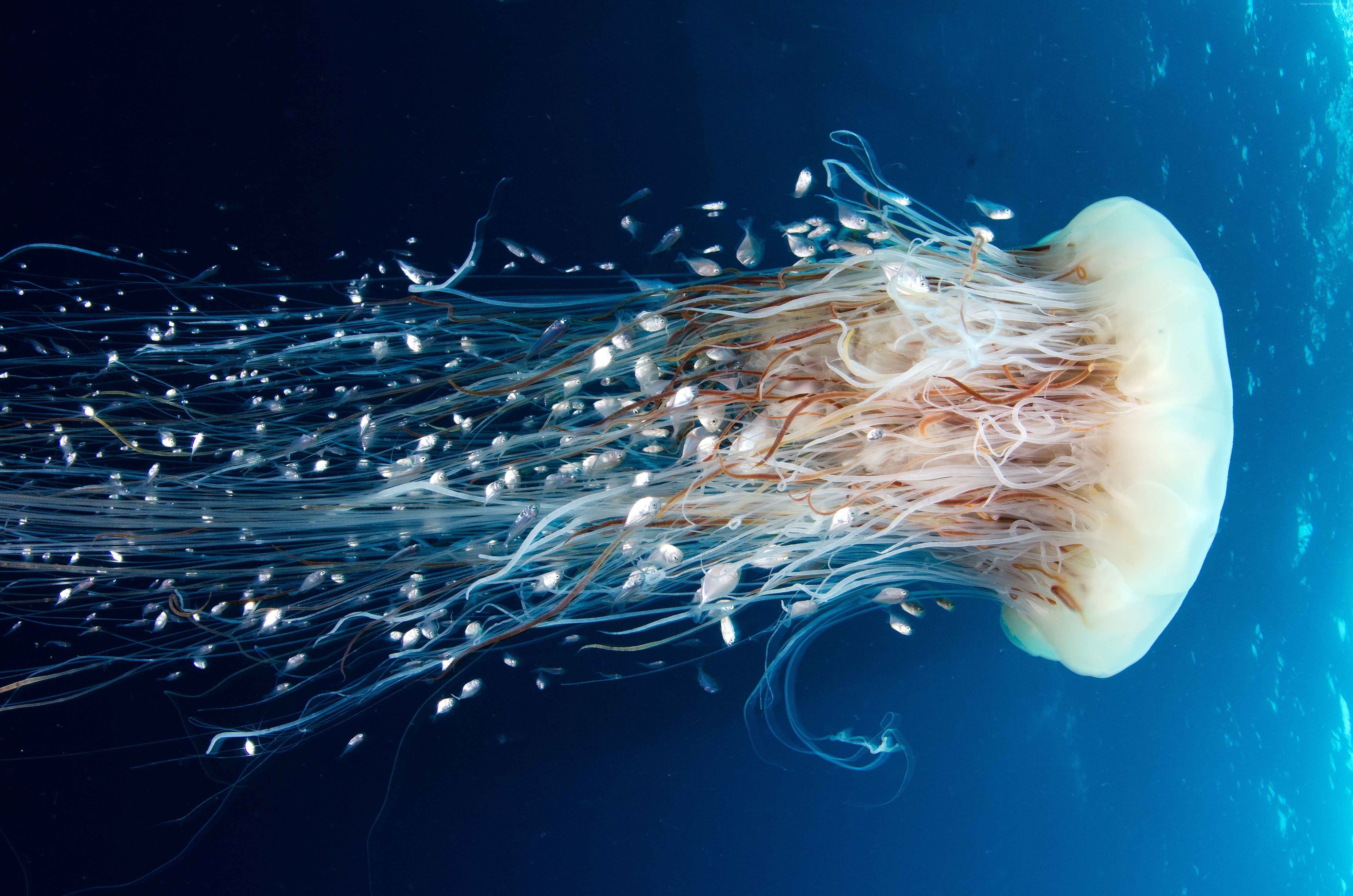 Jellyfish, 8k, 5k, HD, tourism, Pacific Ocean, 4k, diving, Rangiroa, 5K, HD Wallpaper