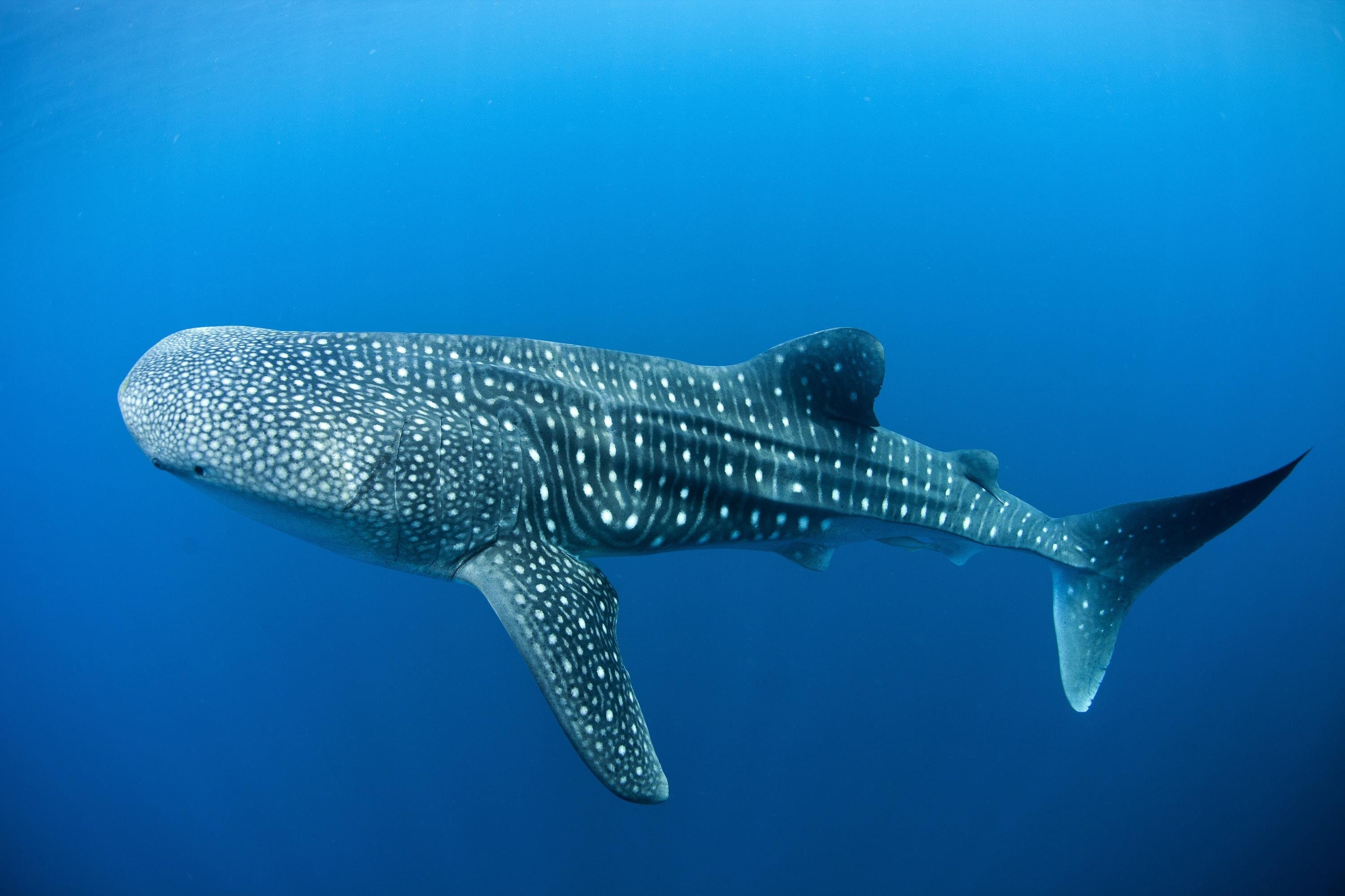 sea, shark, underwater, whale, 2K, ocean, HD Wallpaper