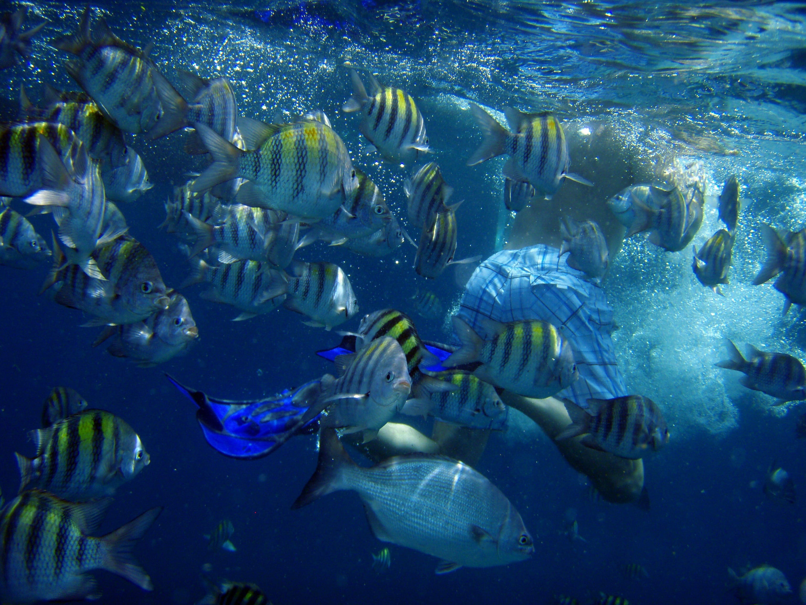 sea life, fishes, marine, school of fish, animal themes, Sea, vertebrate, Diving, swimming, Man, Fish, 2K, large group of animals, Underwater, undersea, HD Wallpaper