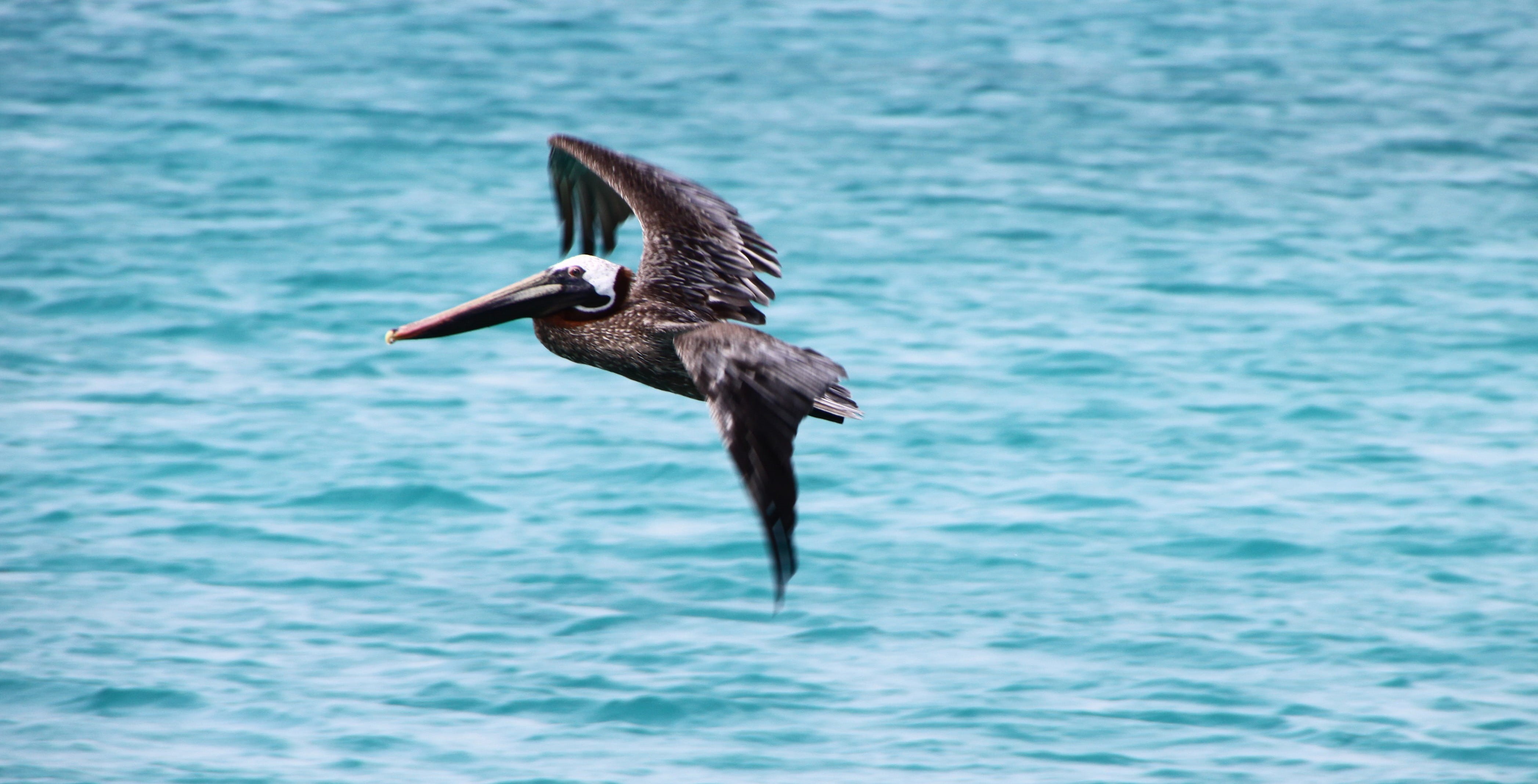 animal wildlife, Bird, no people, pelecanus occidentalis, caribbean, bill, near, mid-air, wing, wing beat, fly, outdoors, spread wings, 4K, day, vertebrate, HD Wallpaper