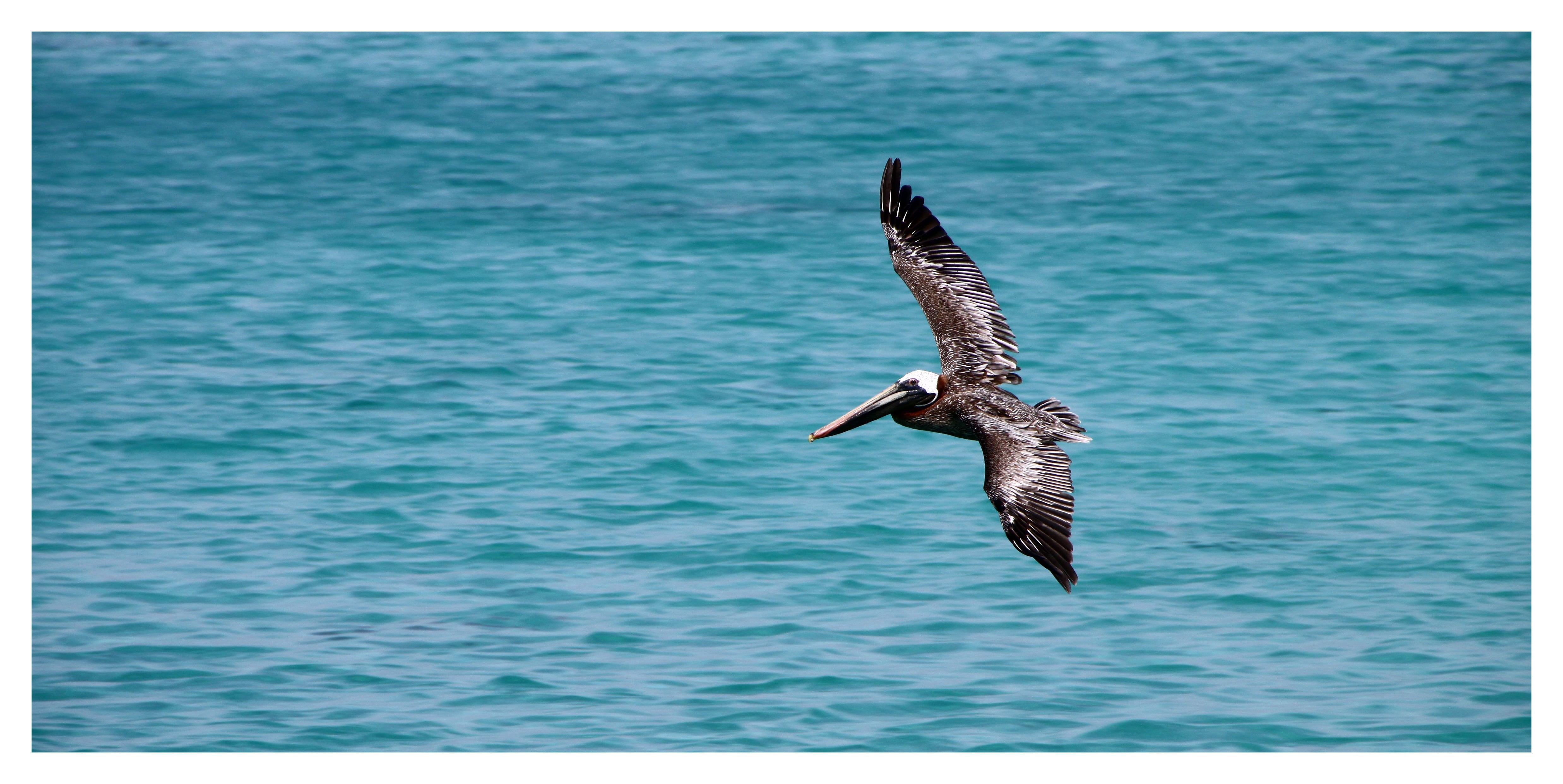 wing, water bird, south sea, auto post production filter, brown pelican, lesser antilles, animal themes, bill, animals in the wild, 4K, brown pelican pelecanidae, HD Wallpaper