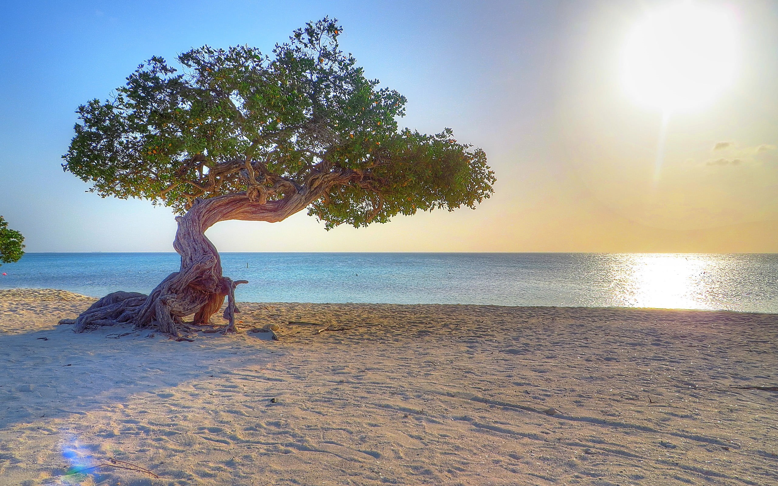 sky, 2K, water, Aruba, sea, outdoors, tree, near, trees, nature, scenics - nature, horizon, plant, sunlight, no people, land, dividivi, sand, tranquil scene, HD Wallpaper