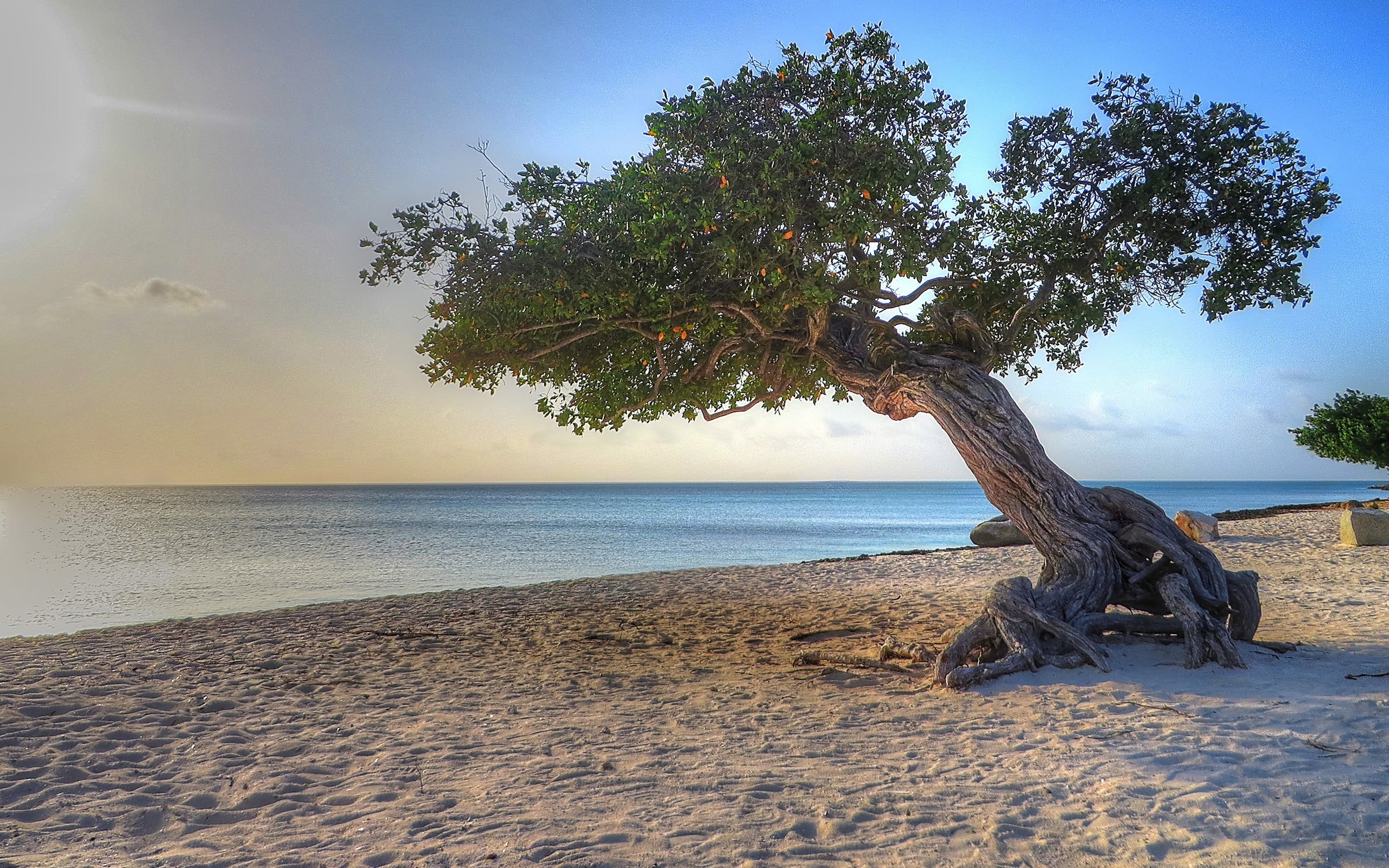 sand, green, tree, water, outdoors, growth, driftwood, tranquility, seashore, 2K, no people, trees, sunlight, land, beach, day, plant, nature, sky, near, HD Wallpaper