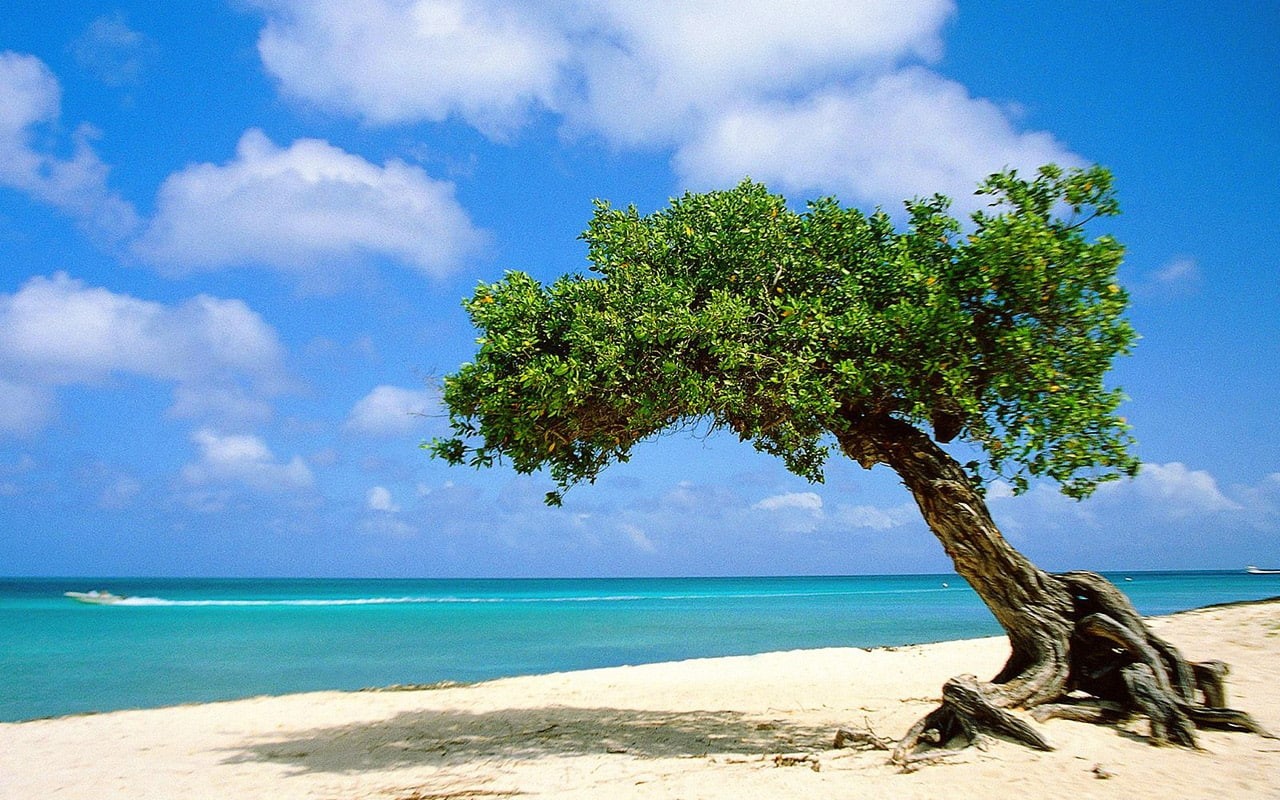 Beautifull, art, nature, divi, beaches, tree, hd, aruba, beach, 720P, HD Wallpaper