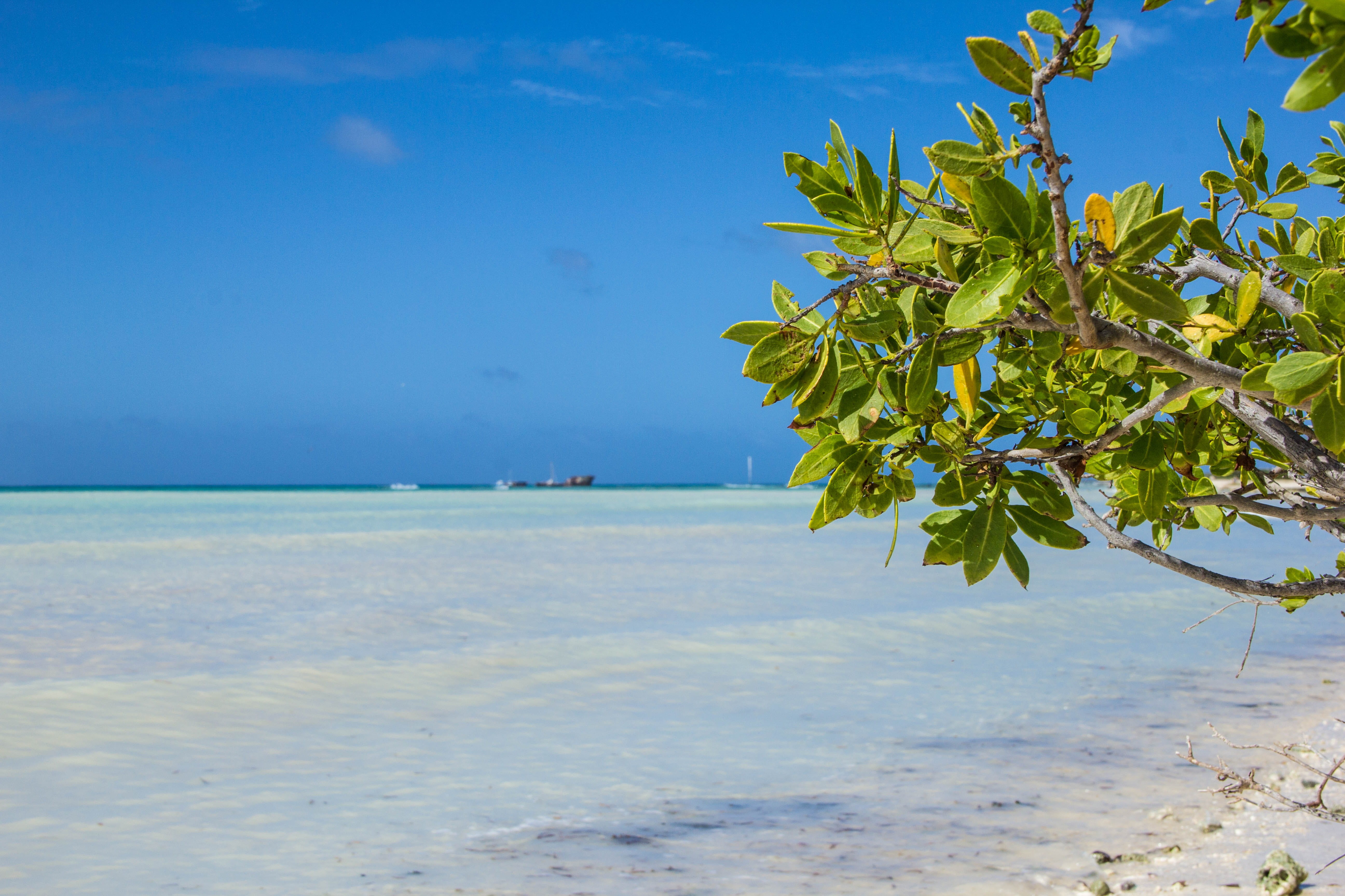 land, 5K, plant, beach, caribe, idyllic, beauty in nature, coconut palm tree, sea, nature, no people, relax, palm tree, tranquility, water, aruba, blue, HD Wallpaper